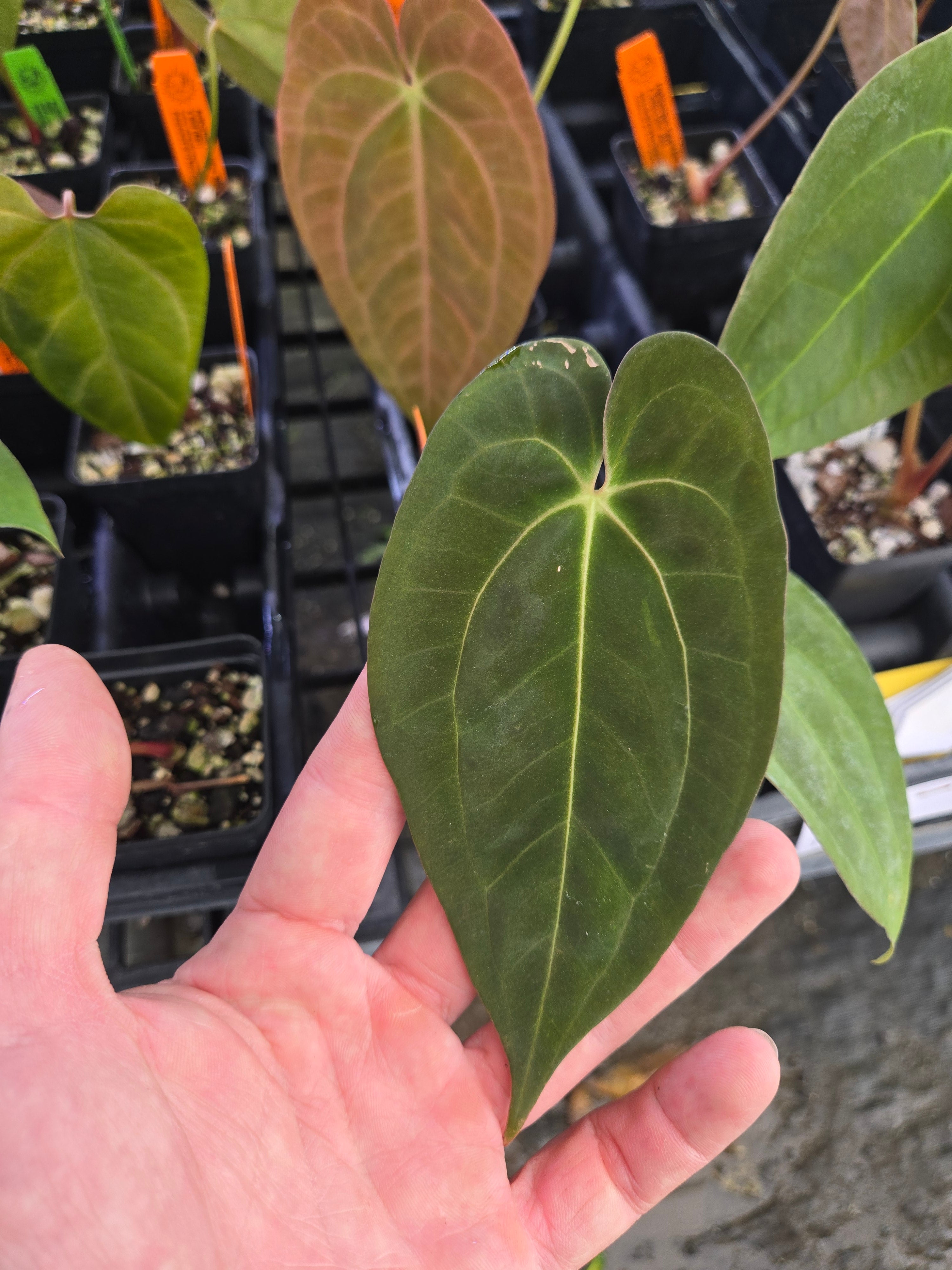 Anthurium Papillilaminum 'Panama Red' x 'Golden Child' (A82)
