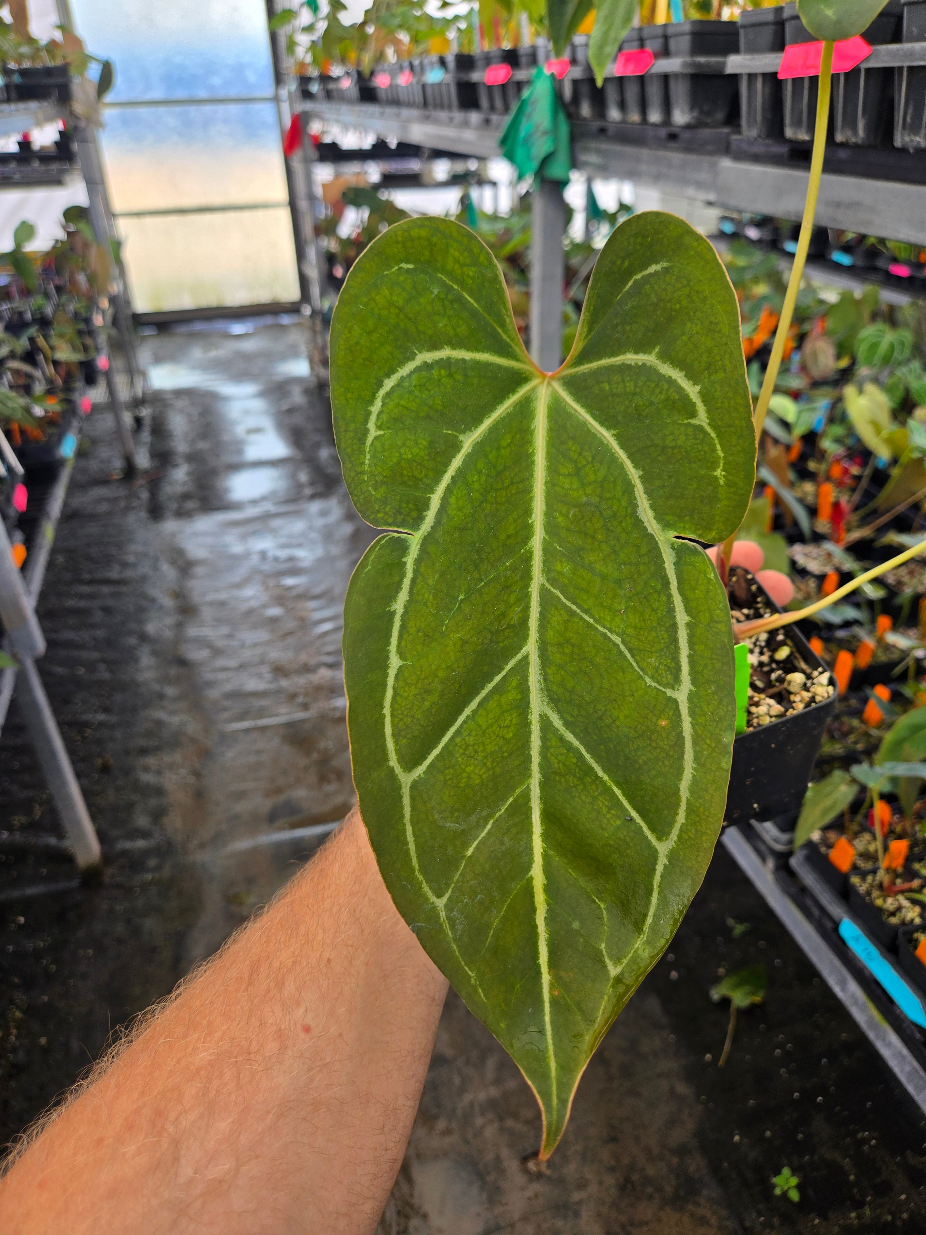 Anthurium 'Rotundatum X' x open (A77)