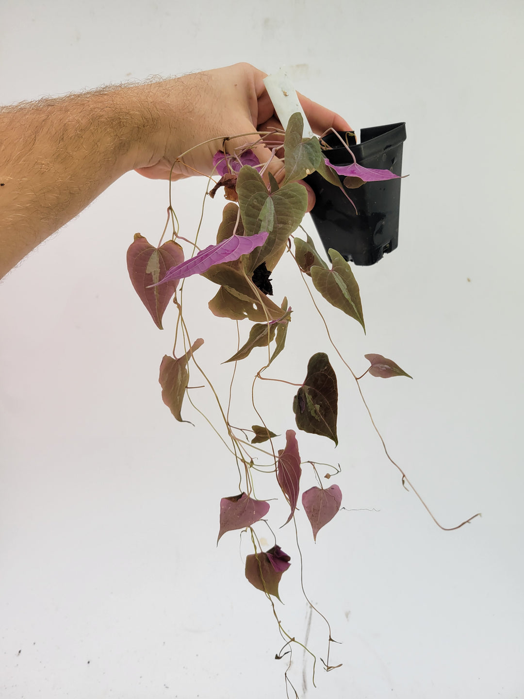 Dioscorea Discolor Variegated air yam plant #D2