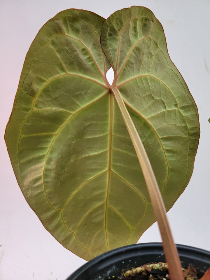 6inch Anthurium Doc Block F2 x A. Hoffmannii,  Select flowering size-  #L87 - Nice Plants Good Pots