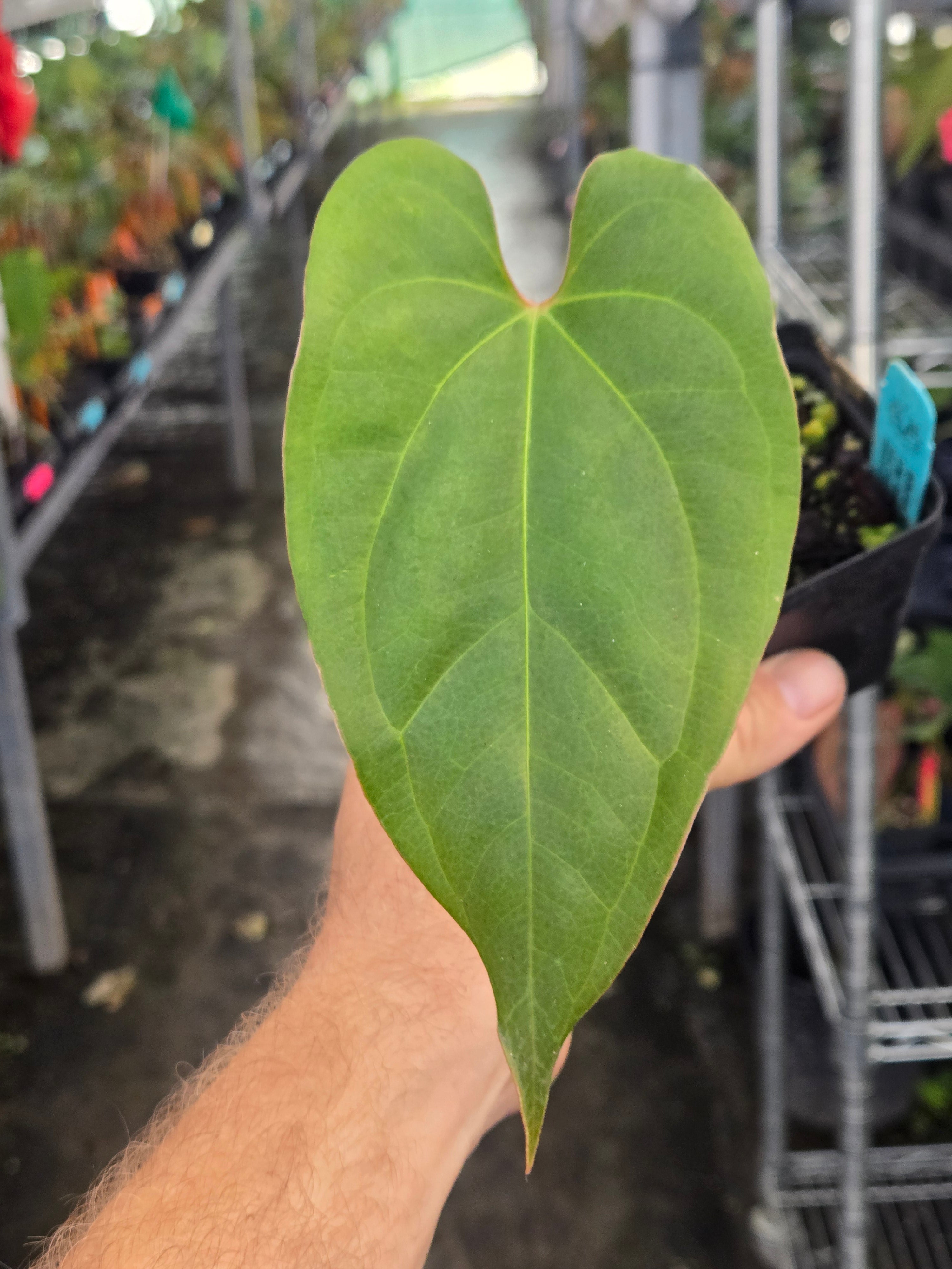 Anthurium ‘Tim Anderson Mag Pap #2' x sp Silver Peru (A97)