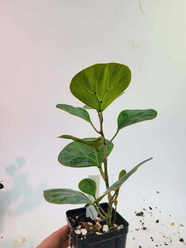 Ficus Deltoidea XLarge Fairchild Garden Form. RARE epiphytic fig #f10