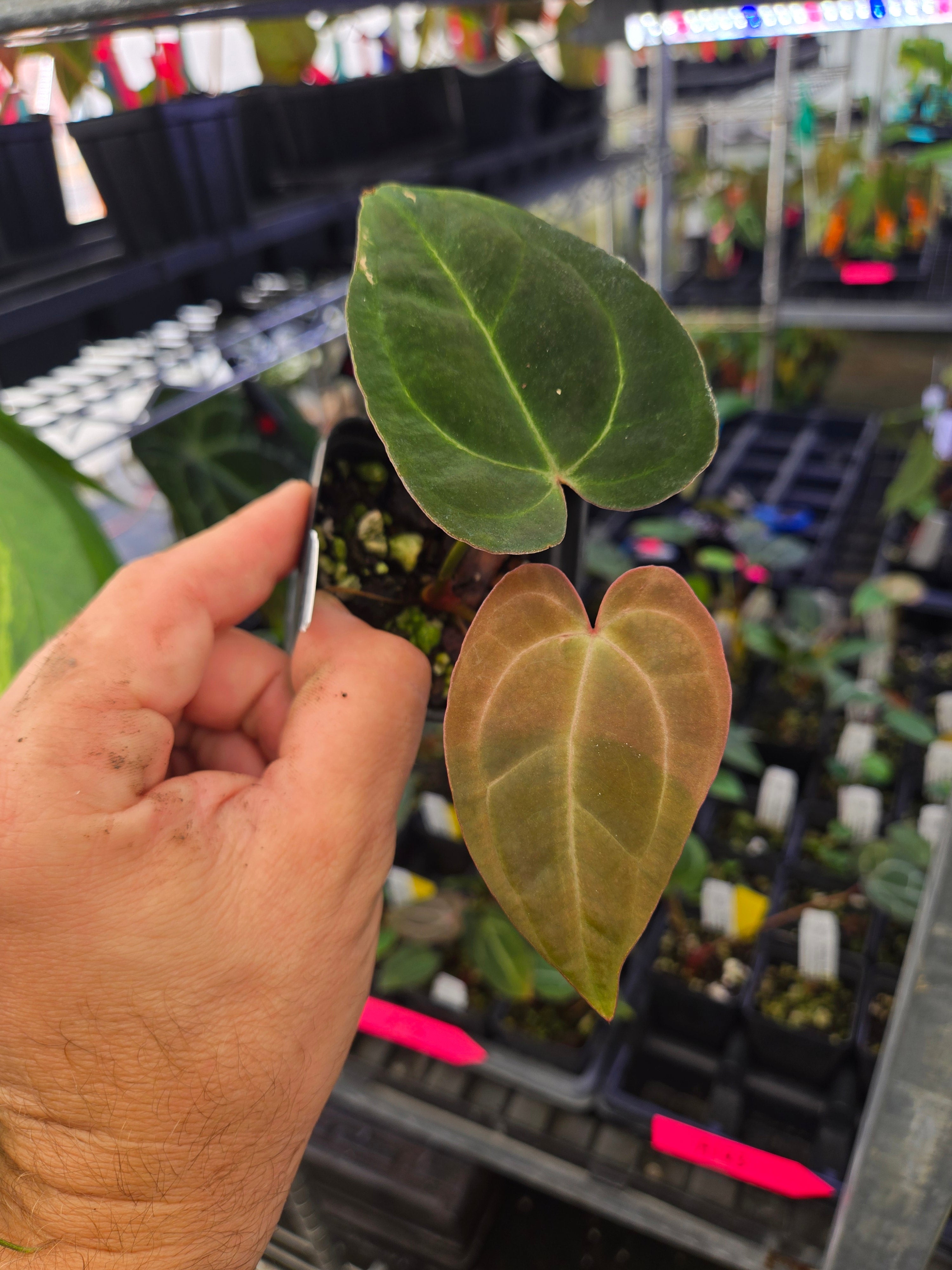SKG Anthurium Lineage | Nice Plants Good Pots