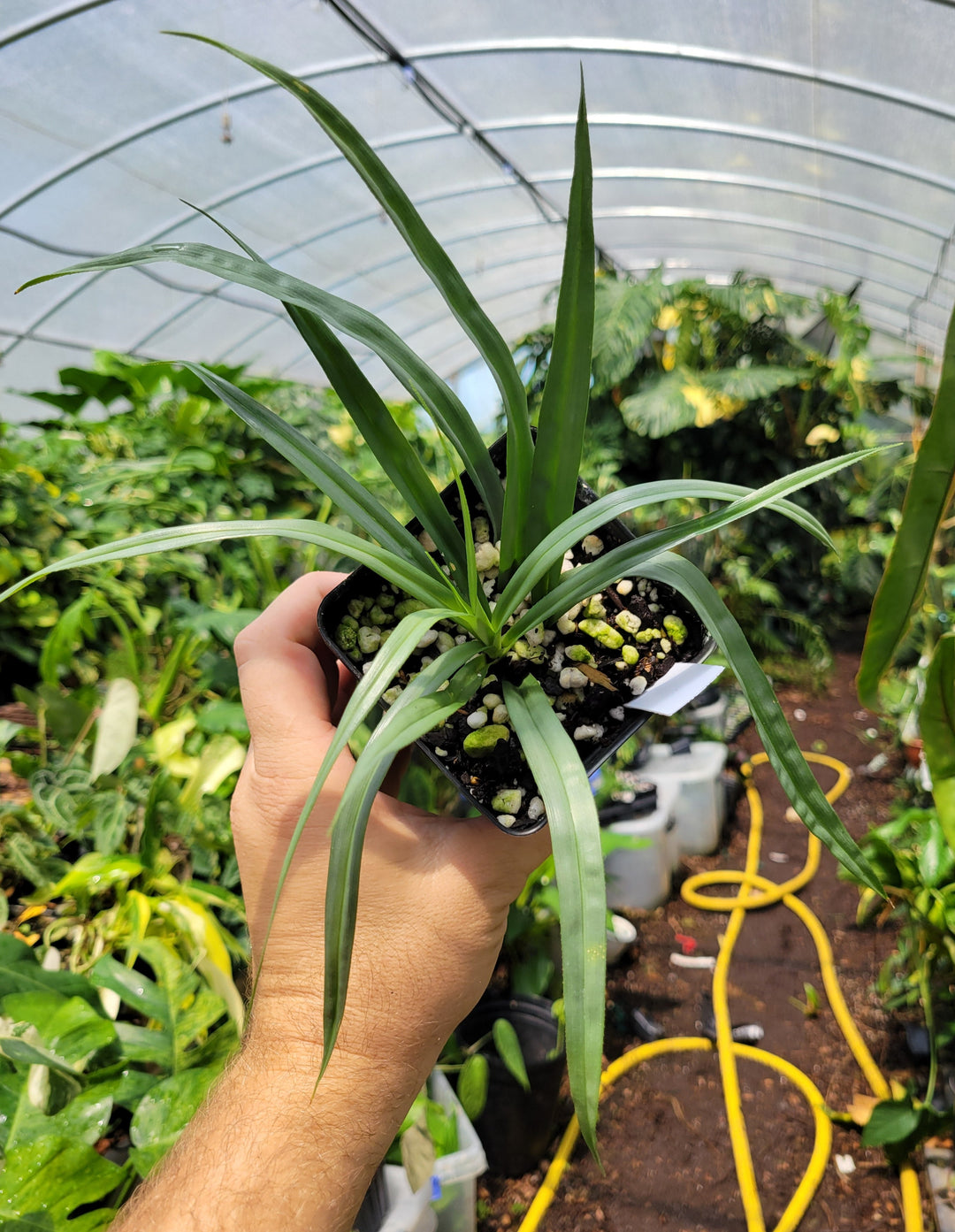 Freycinetia sp. SILVER. XL Fairchild Garden form. Climbing tropical -  #a4