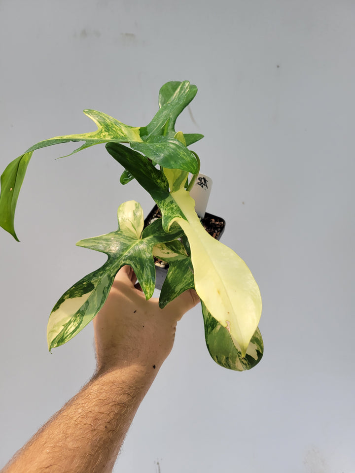 Philodendron Florida Beauty variegated,  established & unusual,  easy to grow , indoor tropical houseplant, US Seller- g6 - Nice Plants Good Pots