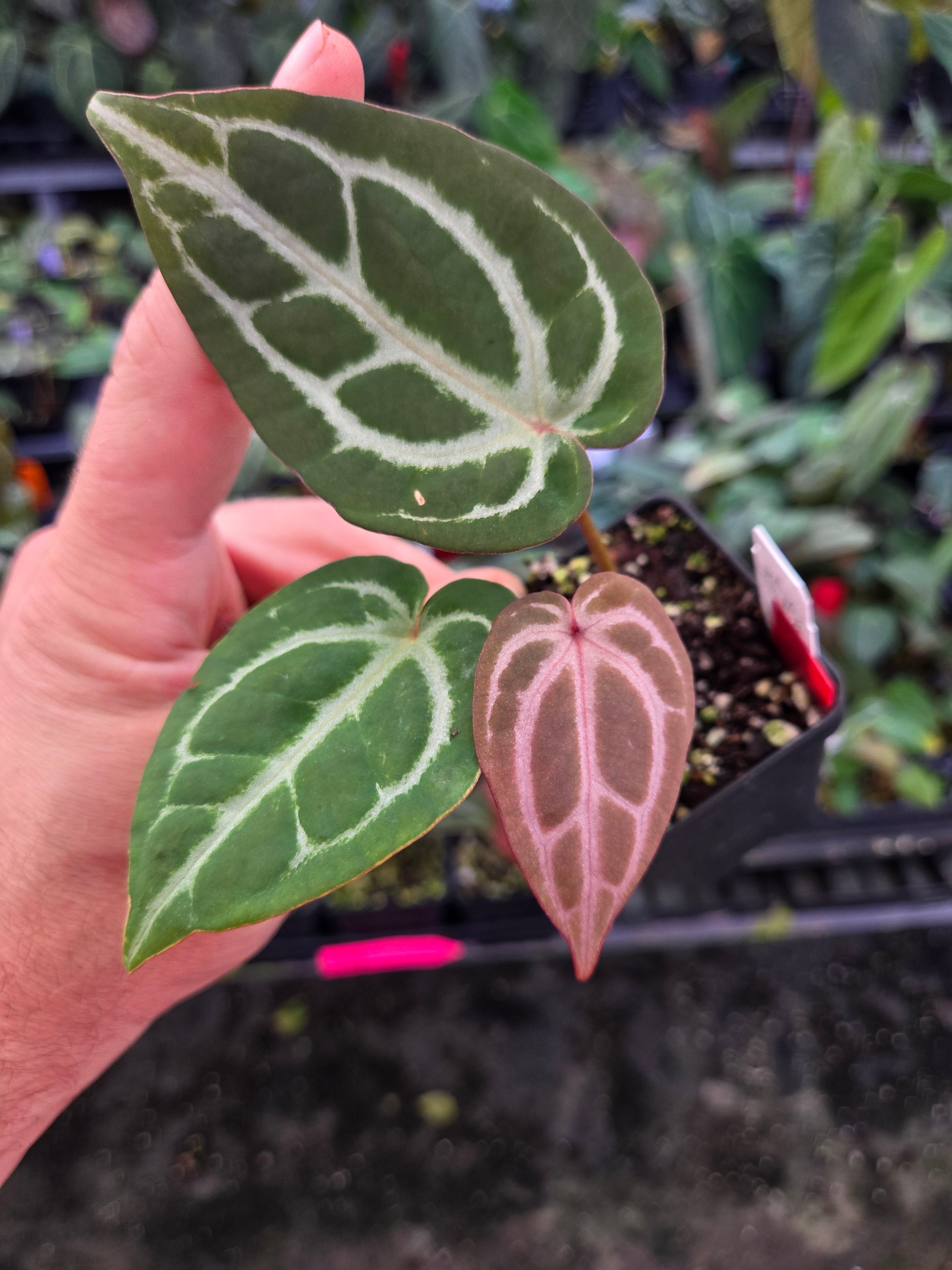 Anthurium 'SKG Red Crystal Mag' x 'Doc Block Purple F2' (A102)
