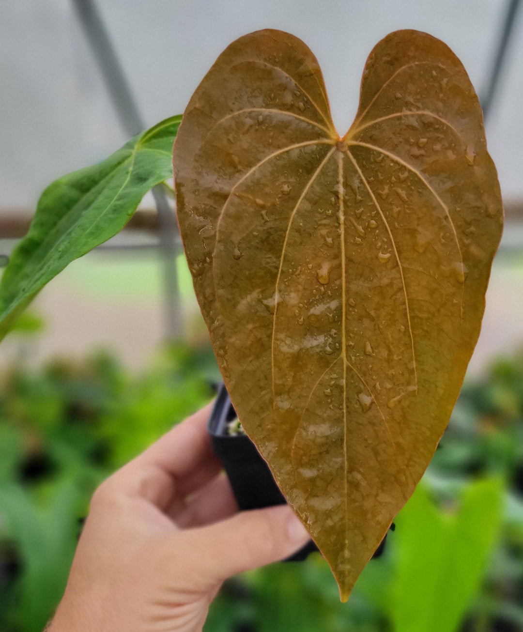  Anthurium Ree Gardens Non Besseae