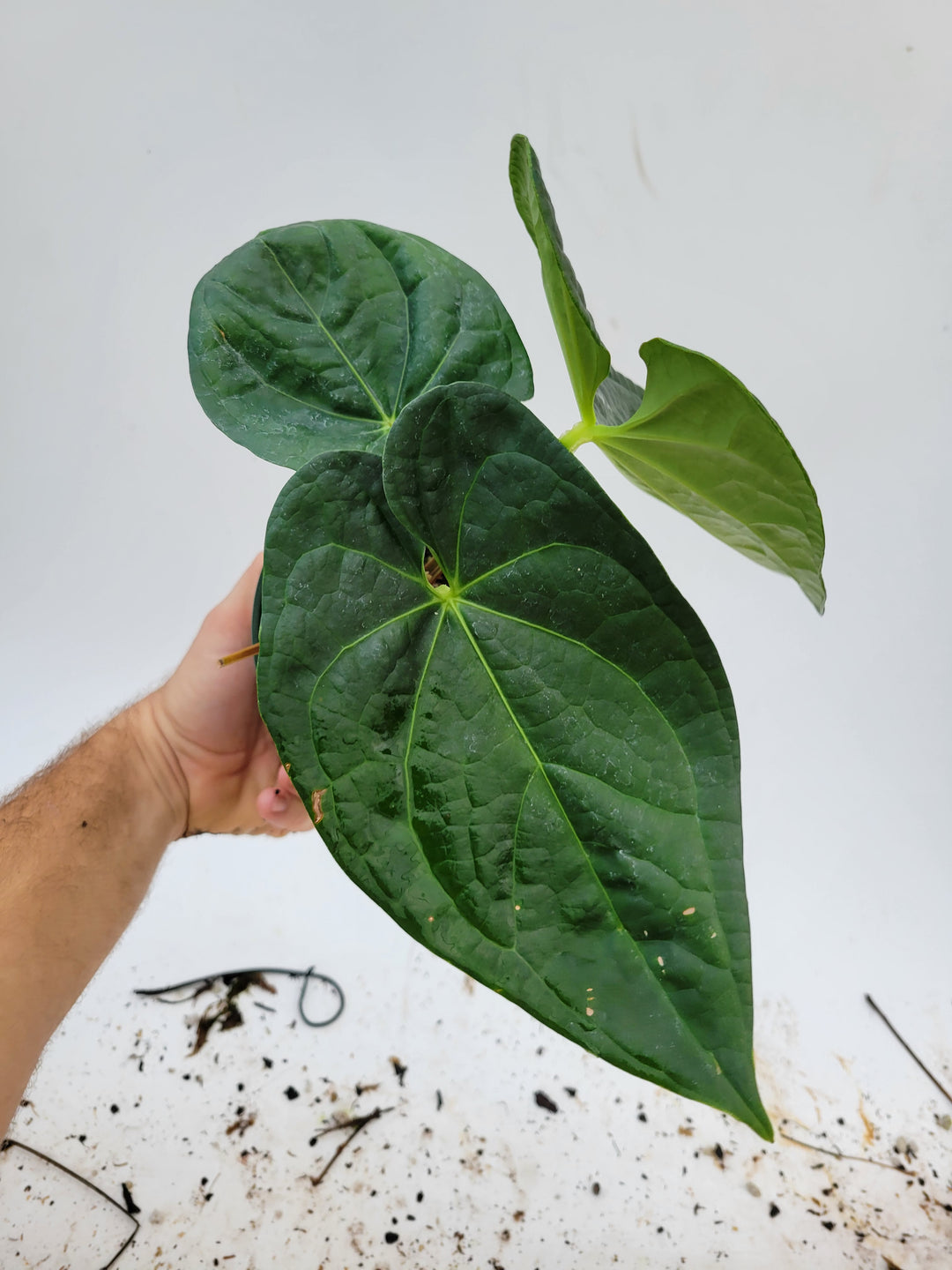 Anthurium Luxurians Open. Rare seen lux hybrid.  New Release! Large Mature Plant! #k112 - Nice Plants Good Pots