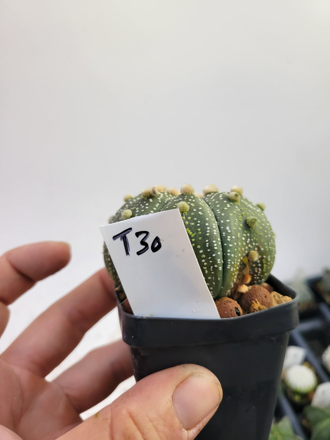Astrophytum asterias cv. Superkabuto, rooted and established Deaw Cactus- Flowering Seed Grown#T30 - Nice Plants Good Pots