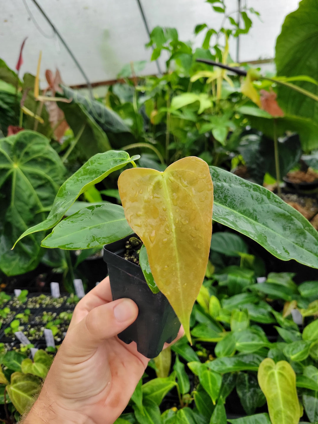 Anthurium Rotundatum X x (A. Tim Anderson Mag x Pap Dark & Narrow)