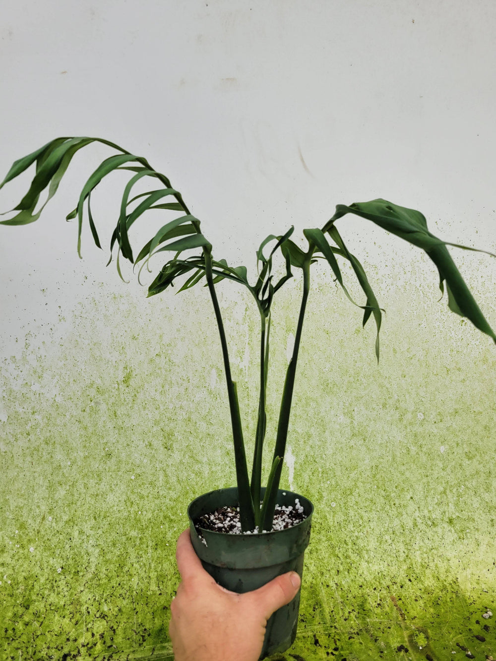 Monstera Croatii. Large Mature Plant! Holy Grail of Monsteras. -#C1 - Nice Plants Good Pots