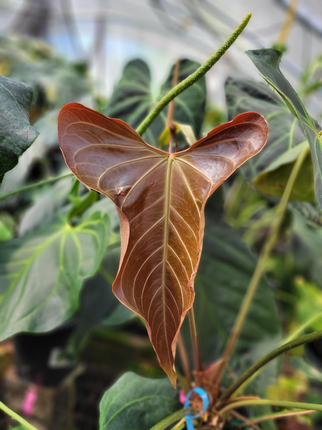 Anthurium Hoffmannii X x ( A. Rotundatum X )