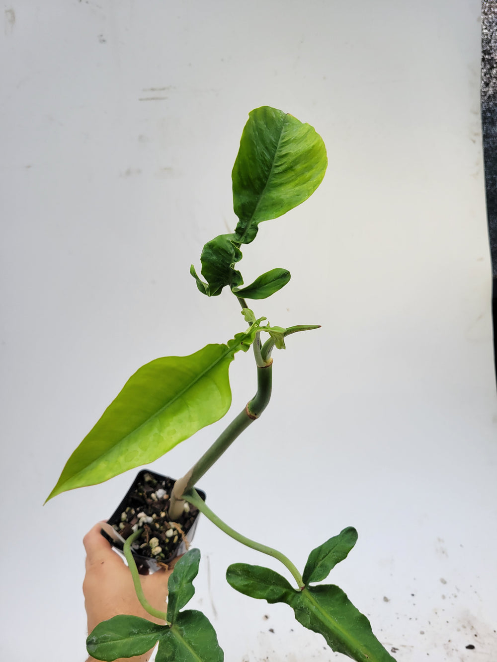 Philodendron Joepii, Non Tissue Culture Very large rooted plant, US Seller #e5 - Nice Plants Good Pots