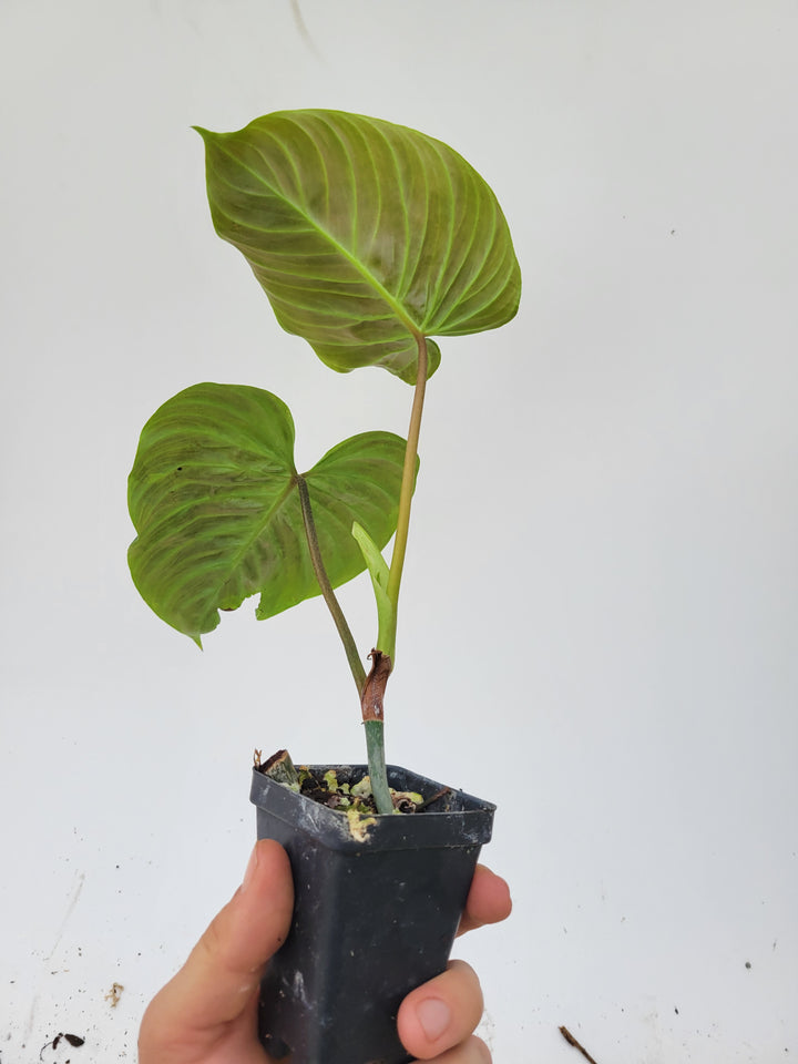 Philodendron Majestic-  The beautiful hybrid of Sodiroi x Verrucosum- Growers Choice listing - Nice Plants Good Pots