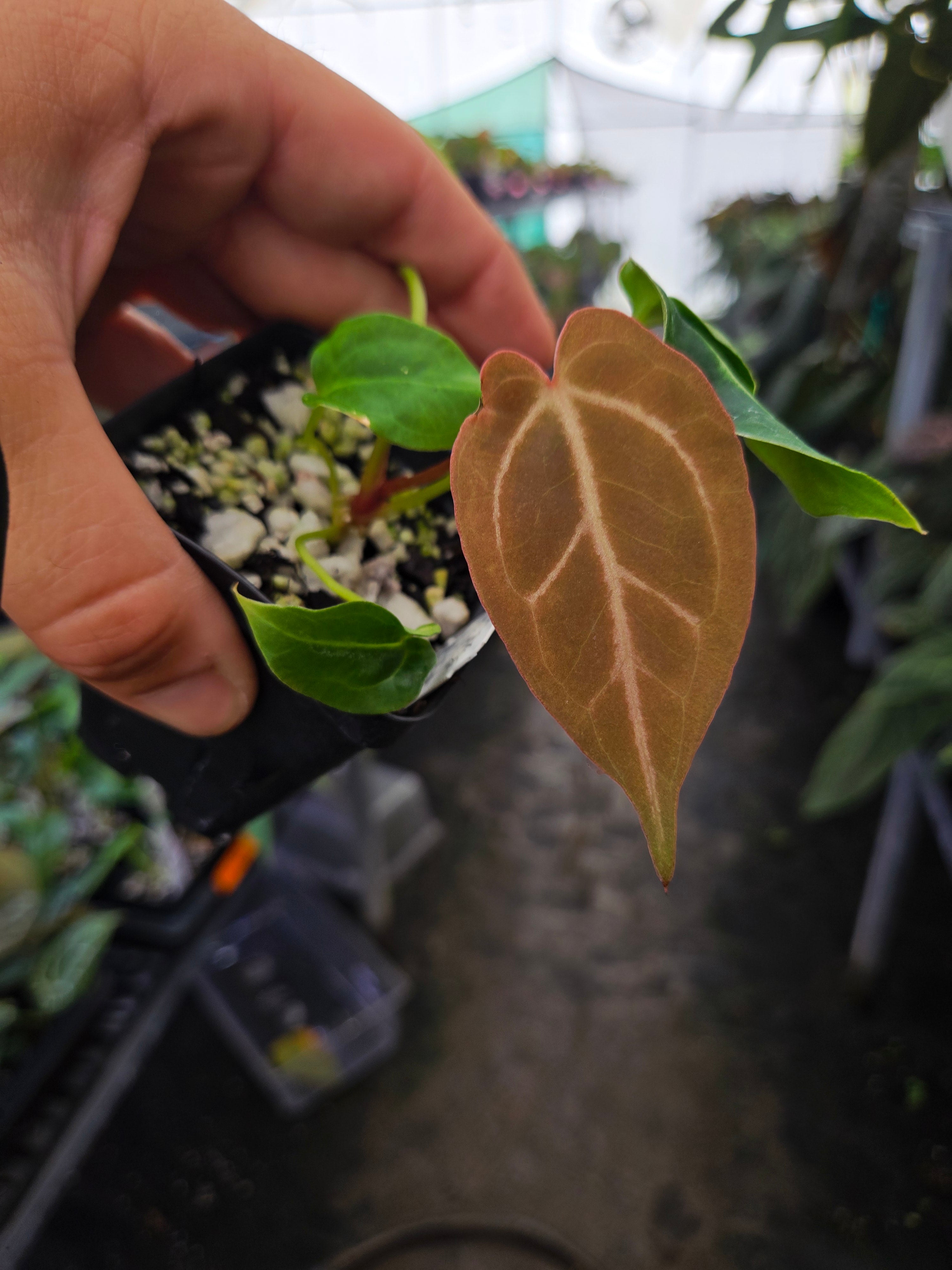 アカリ Anthurium 'Swampmannii Red' X 'Crystal Queen #2' (A122) – Nice