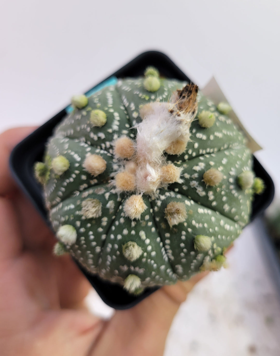 Astrophytum asterias cv. Superkabuto, rooted and established Deaw Cactus- Flowering Seed Grown#T28 - Nice Plants Good Pots