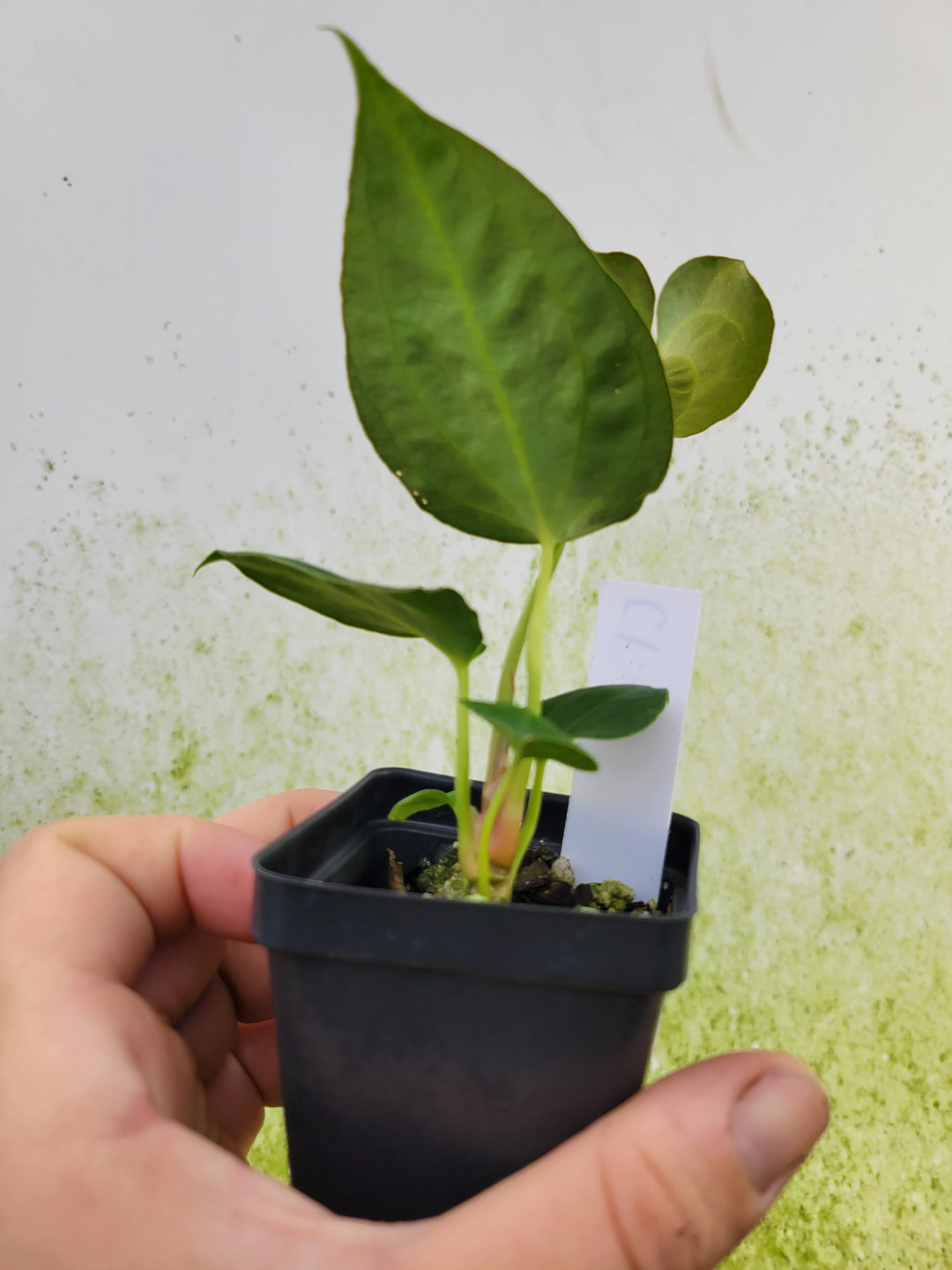 Anthurium  (Caycee x Griege)  x Ree Gardens Papillilaminum - C1 - Nice Plants Good Pots
