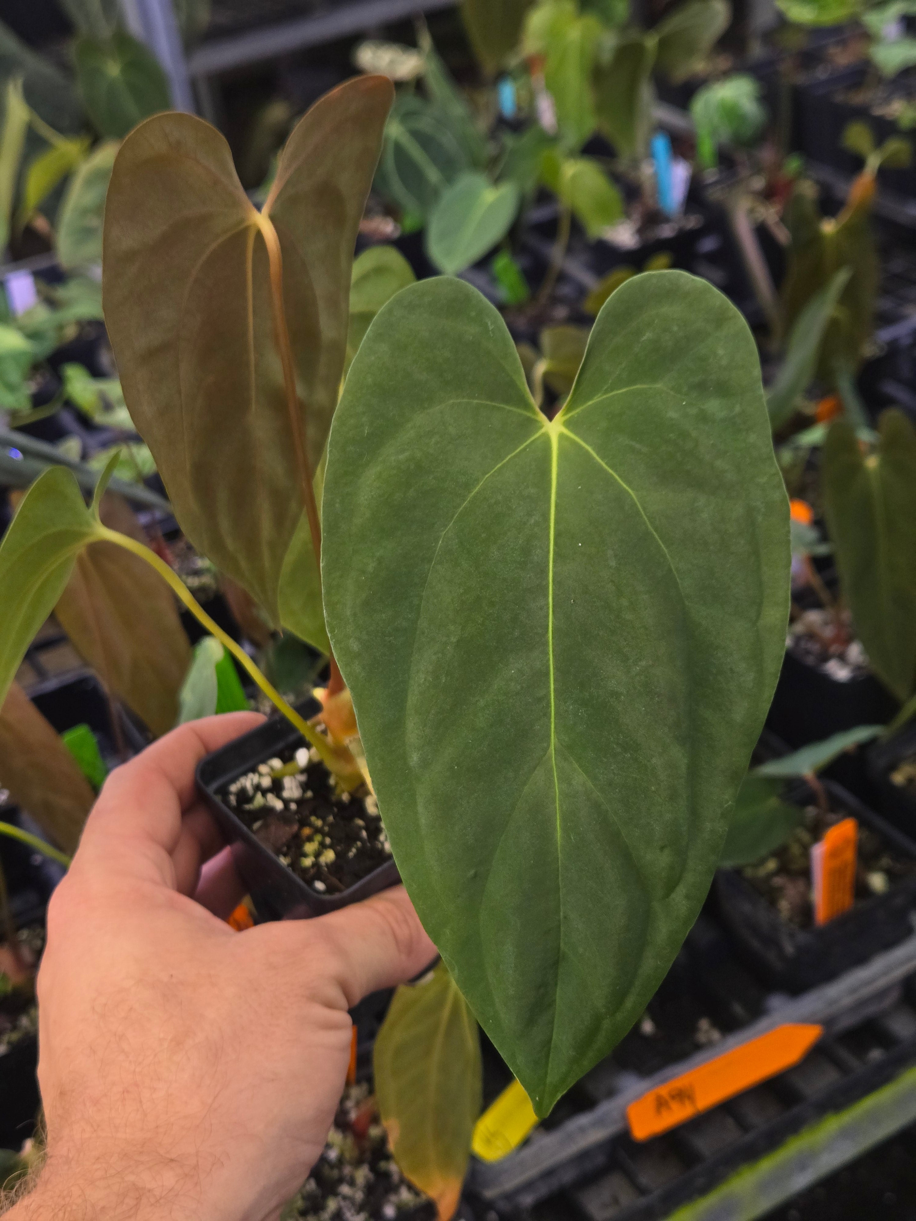 Anthurium Papillilaminum 'Red Flower' x Papillilaminum 'Ralph Lynam' self –  Nice Plants Good Pots