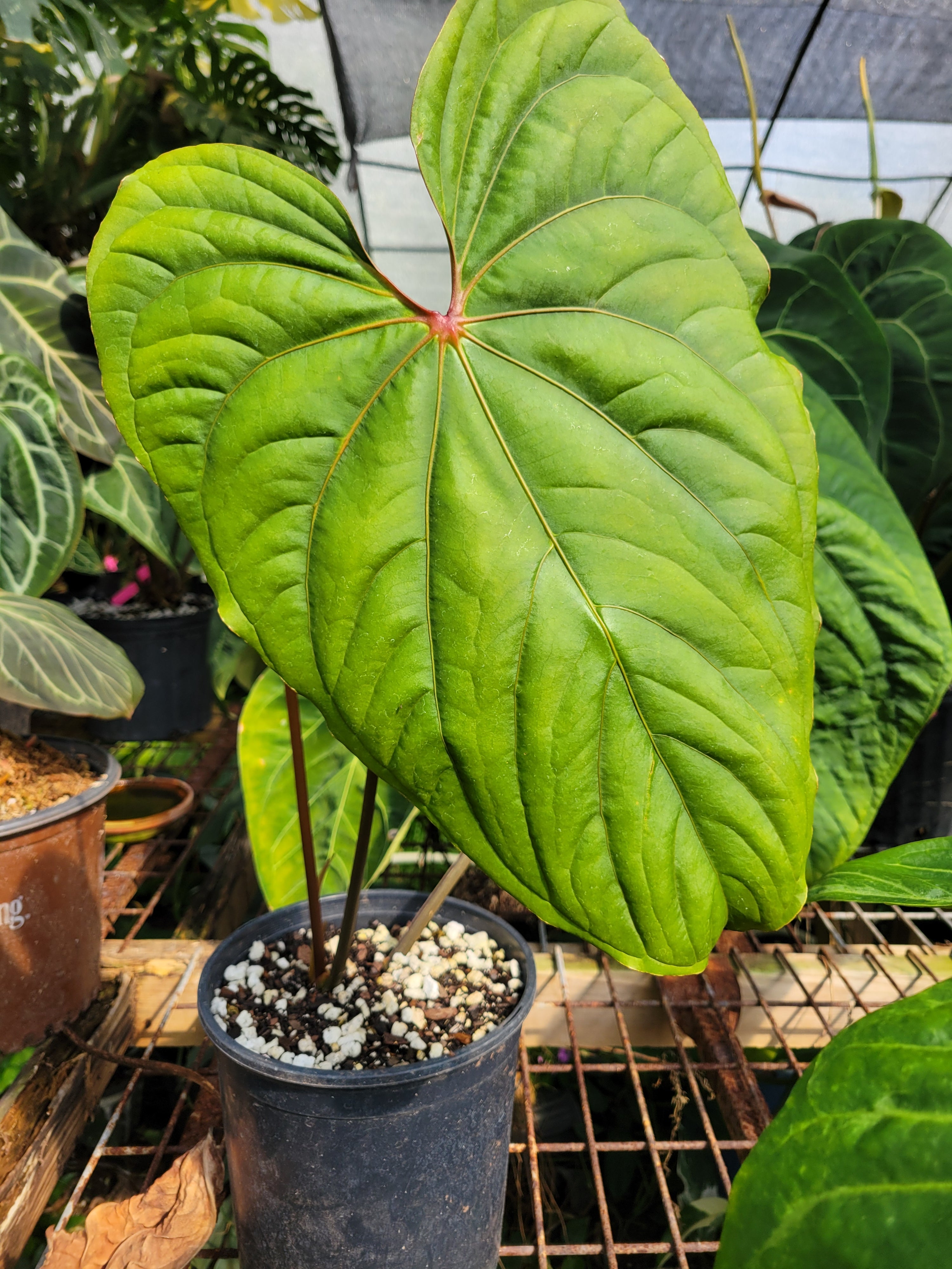 Anthurium Circus Peanuts. Flowering Clone.