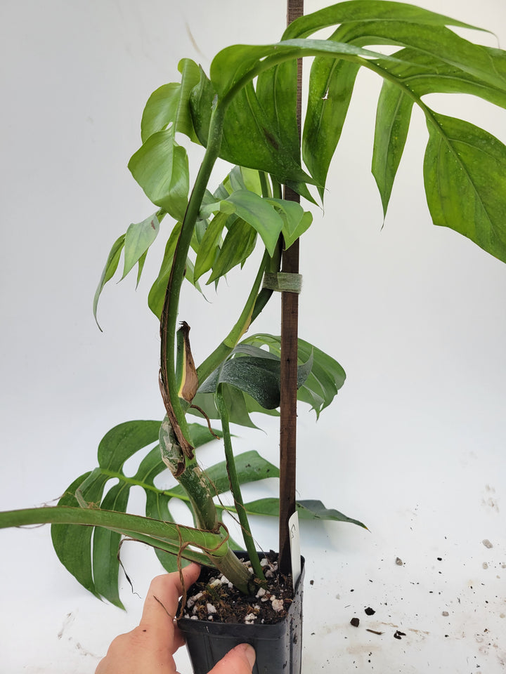 Epipremnum Pinnatum Cebu Blue Borneo. Mature Specimen  RARE USA SELLER. E2 - Nice Plants Good Pots