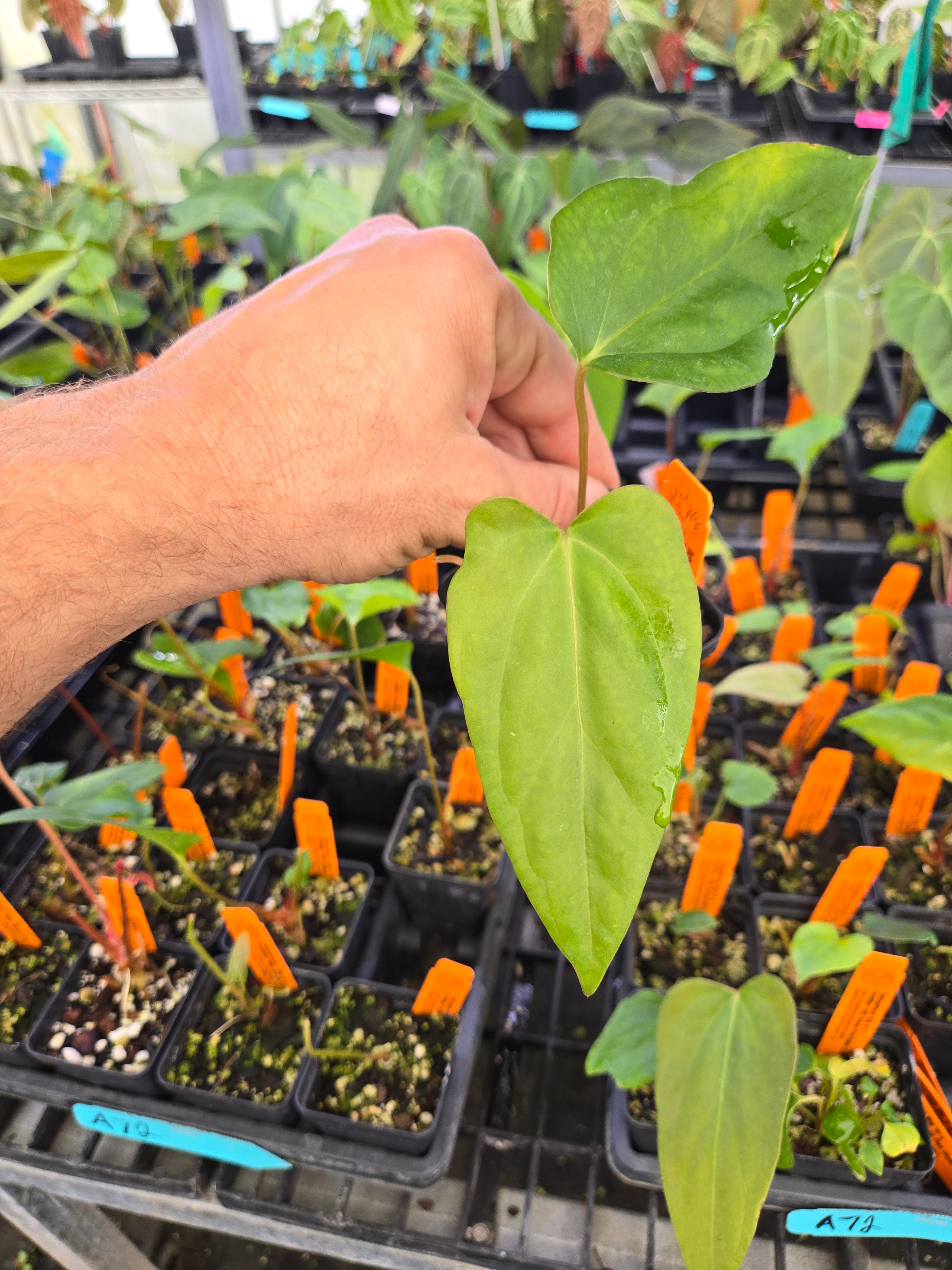 Anthurium Ochranthum 'Big 'O' x Portillae 'NSE Dewey Fisk Clone' (A72)