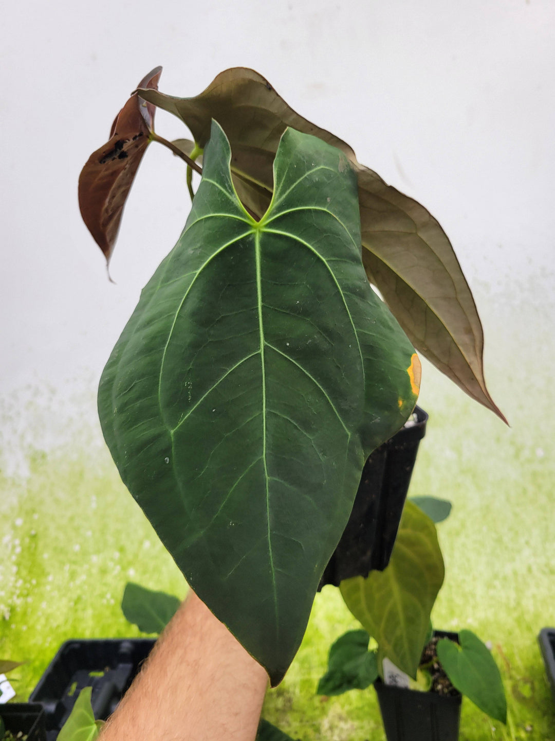 Anthurium Ace of Spades Narrow Form - Nice Plants Good Pots