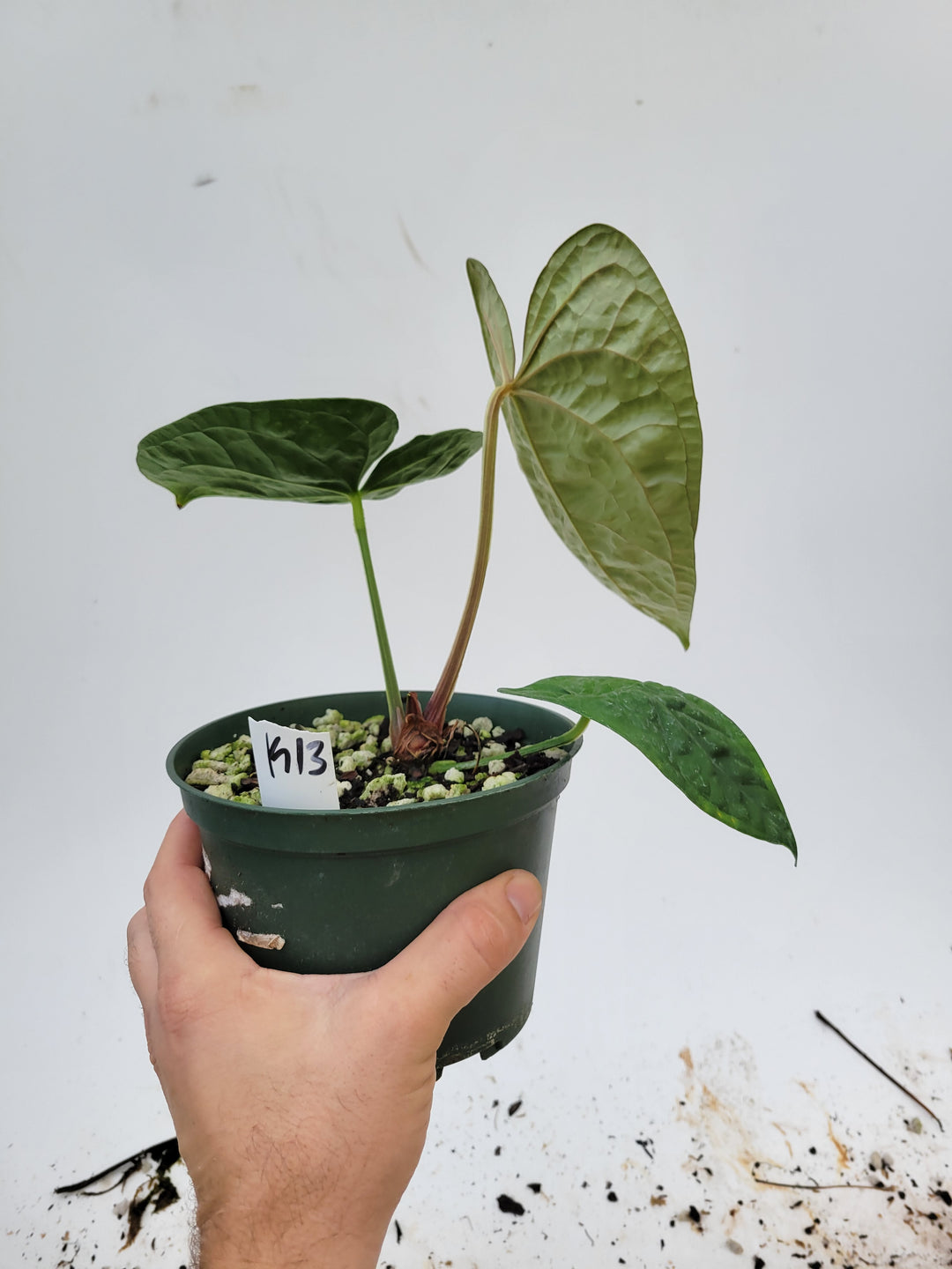 Anthurium Luxurians Open. Rare seen lux hybrid.  New Release! Large Mature Plant! #k113 - Nice Plants Good Pots