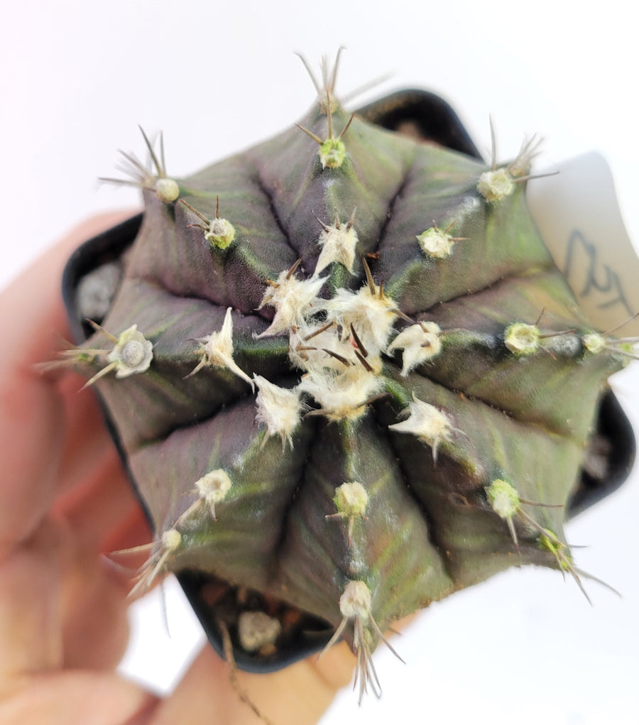 Gymnocalycium mihanovichii var. friedrichii Long Spine rooted & established, (Deaw Cactus ) Flowering Size!  Beautiful purple cactus#t47 - Nice Plants Good Pots