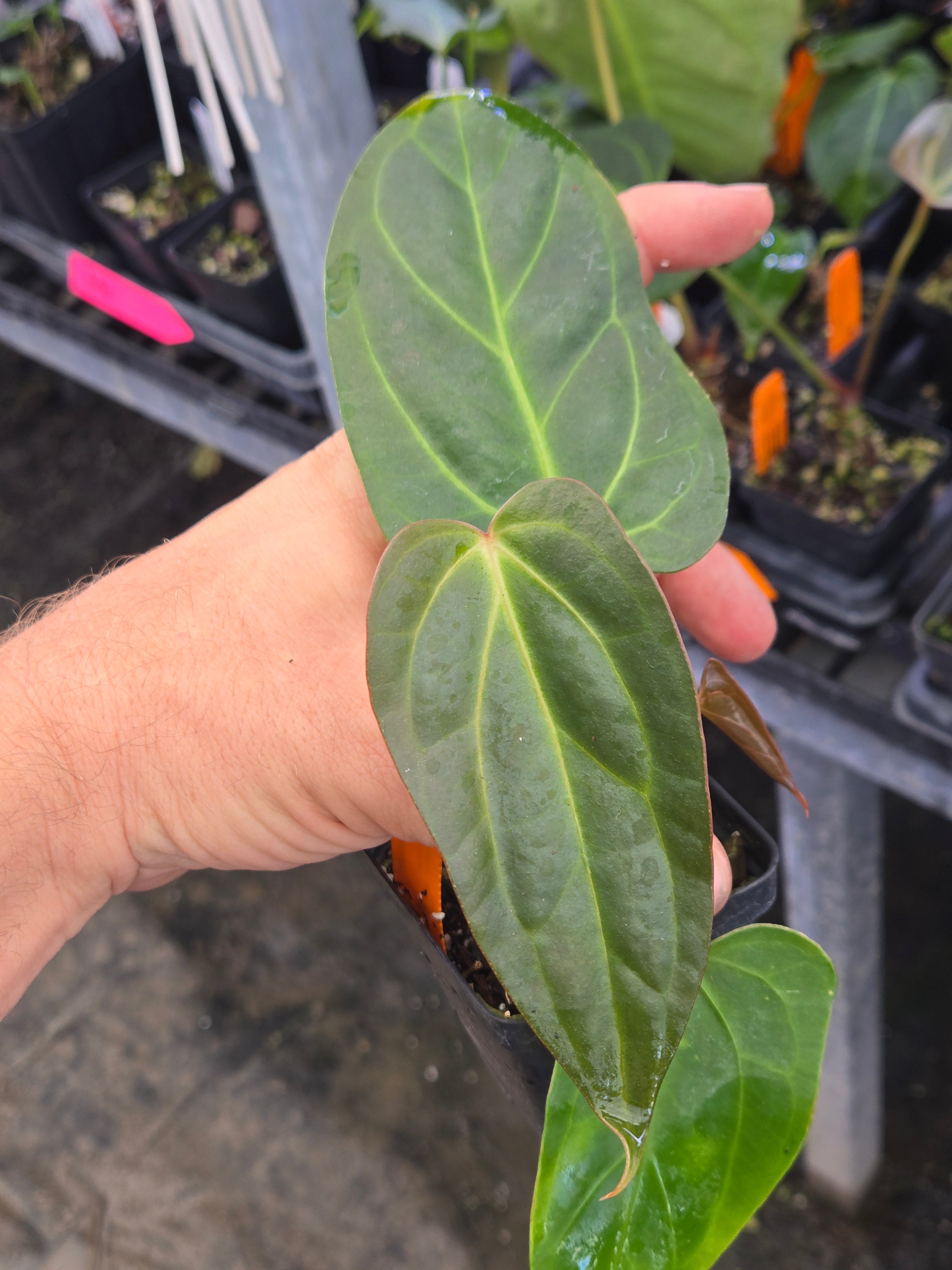 Anthurium ‘Non-Regale NOID’ x ‘Rotundatum X’ (A96)