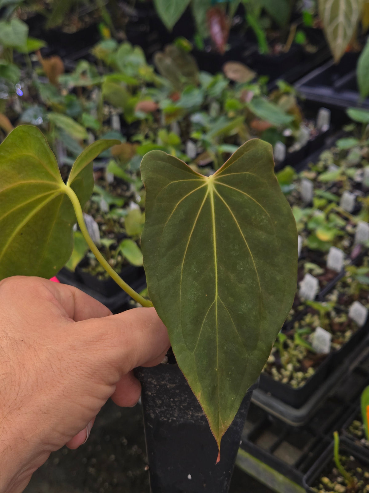 Anthurium Ree Pap AnthuriumPapillilaminum ‘New Pap #1' x Papillilaminum ‘Ree Gardens ...