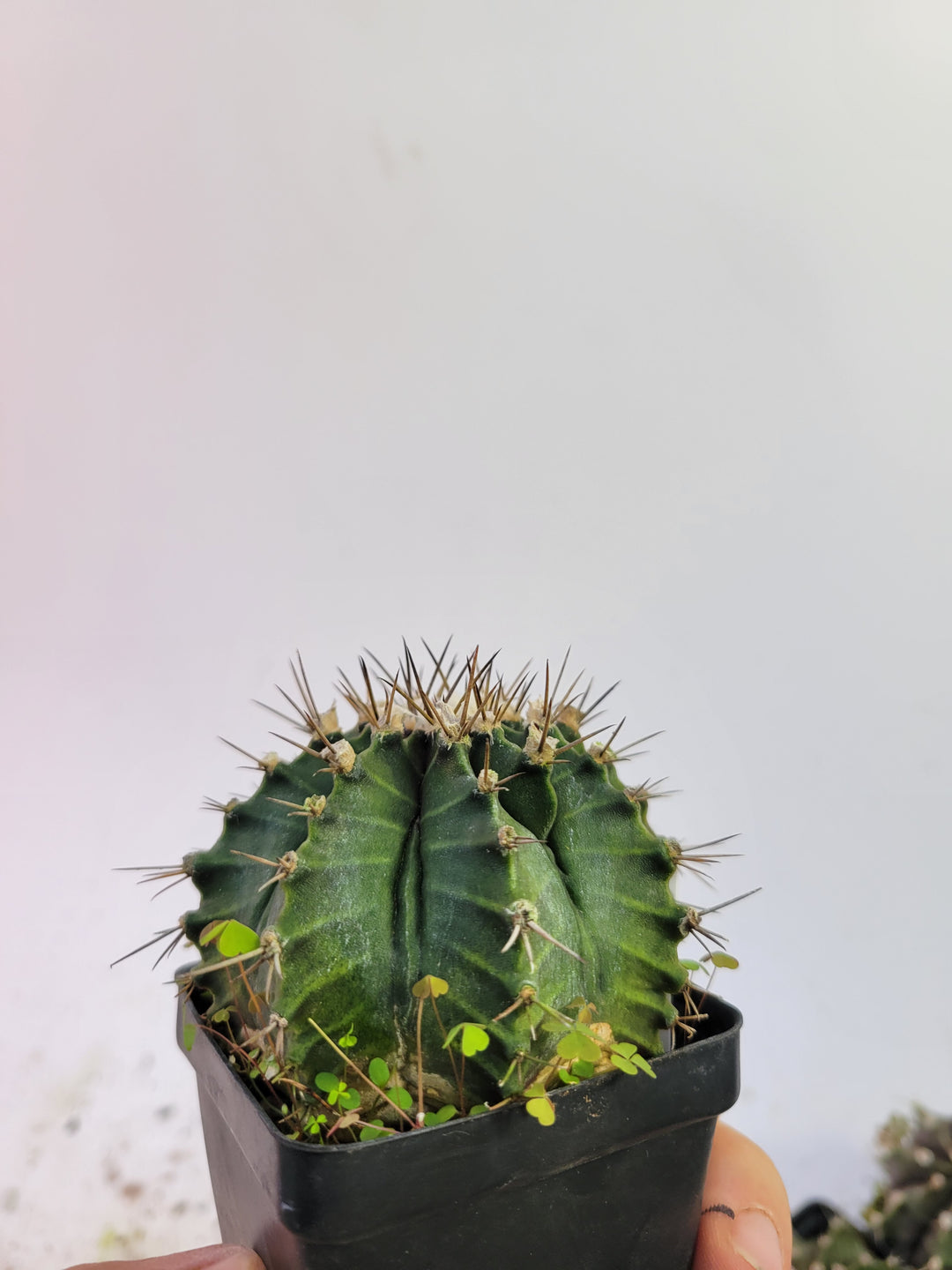 Gymnocalycium mihanovichii var. friedrichii Long Spine rooted & established, (Deaw Cactus ) Flowering Size!  Beautiful purple cactus #t50 - Nice Plants Good Pots