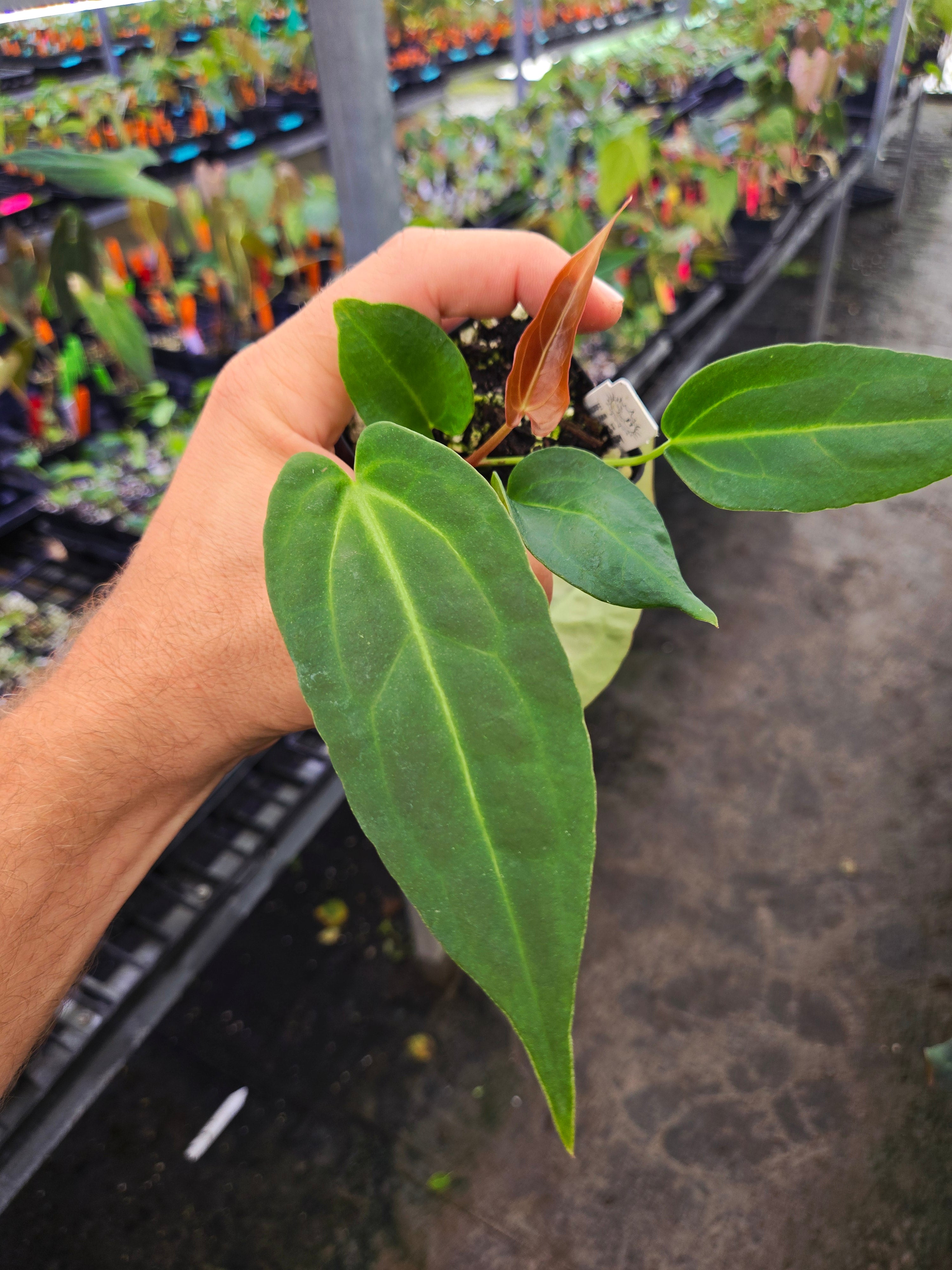 Anthurium  'Dark and Stormy' x 'Crystal Queen' (A119)
