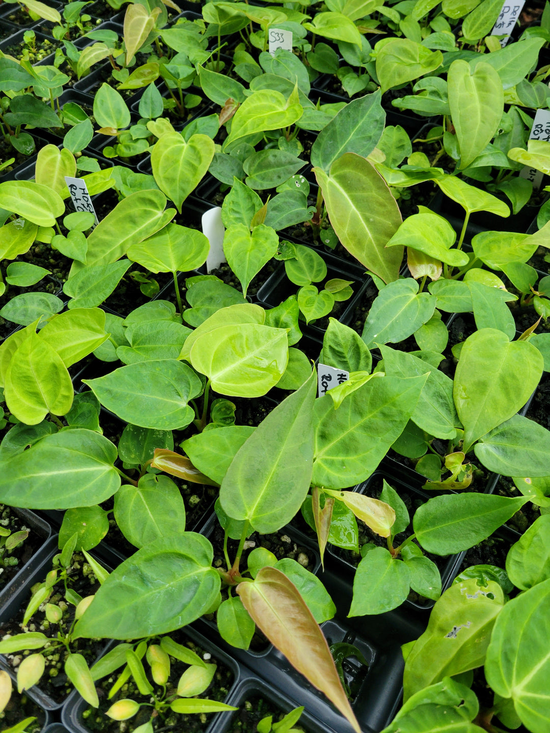 Anthurium Hoffmannii x X Rotundatum x