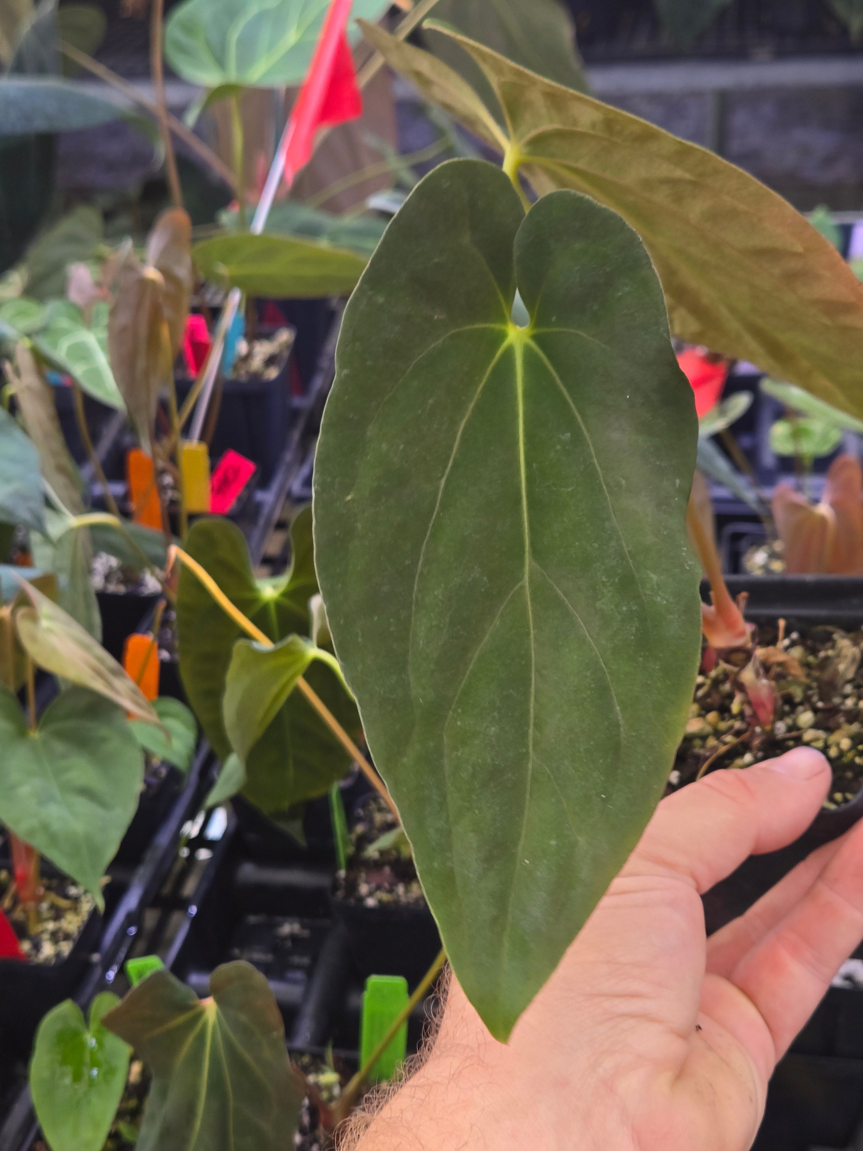 Anthurium ‘Nice Papillilaminum #8' x  Papillilaminum ‘Ree Gardens’ (A94)