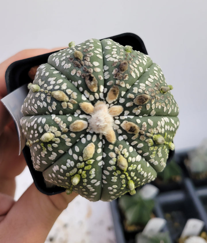 Astrophytum asterias cv. Superkabuto, rooted and established Deaw Cactus- Flowering Seed Grown#T25 - Nice Plants Good Pots