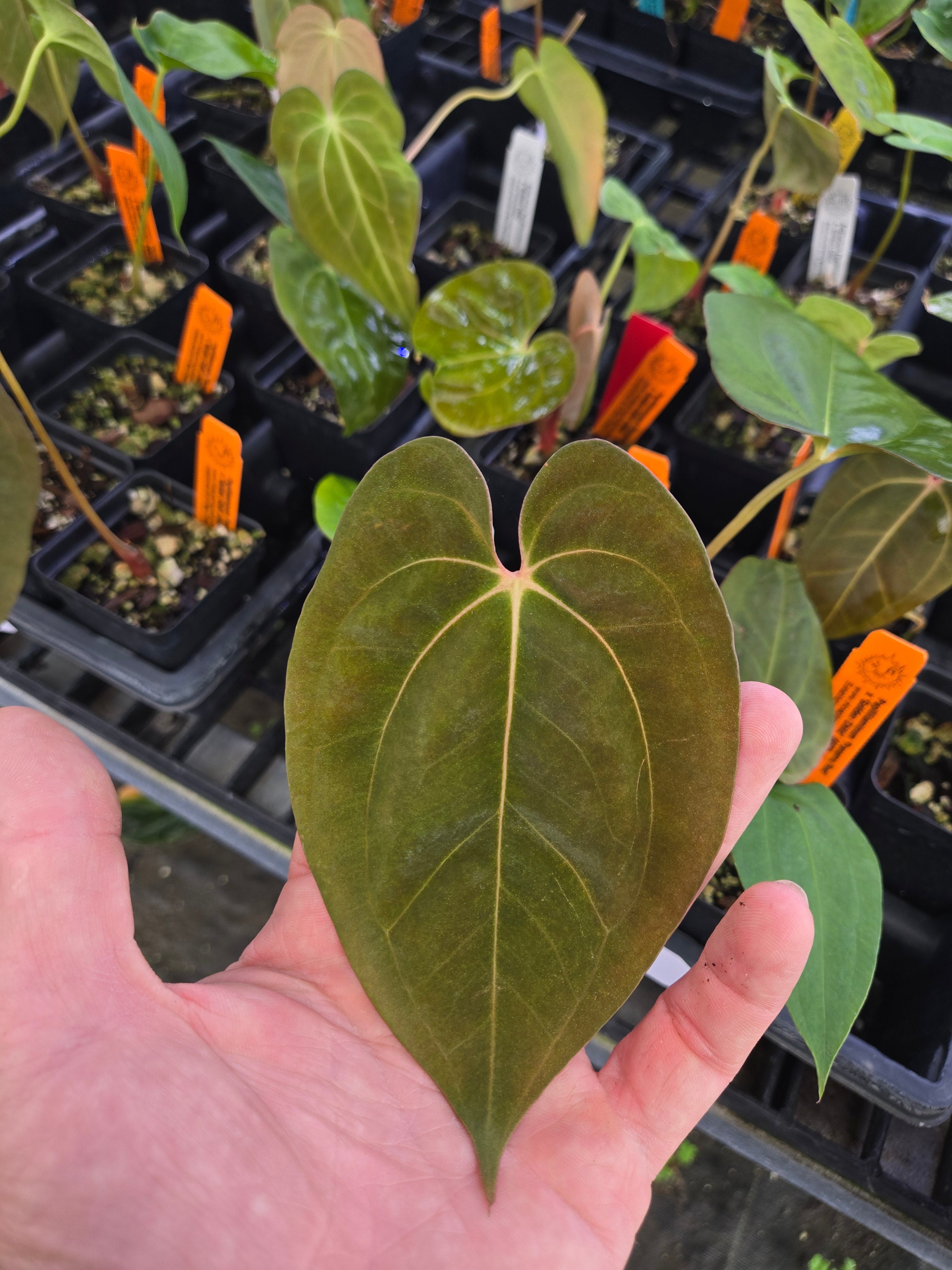 Anthurium Papillilaminum 'Panama Red' x 'Golden Child' (A82)