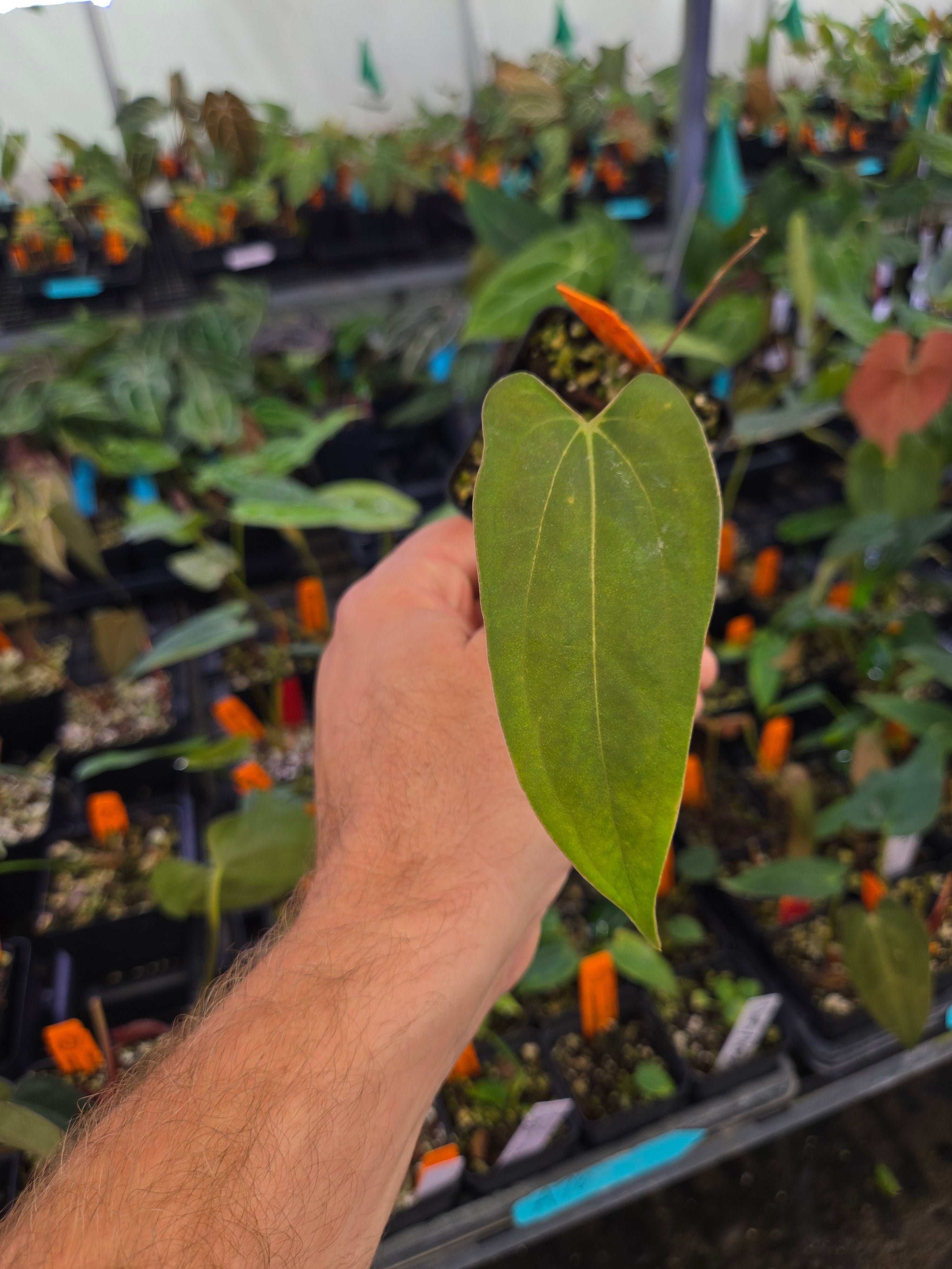 Anthurium 'Dark & Stormy' x 'AOS Novelty G' (A76) – Nice Plants