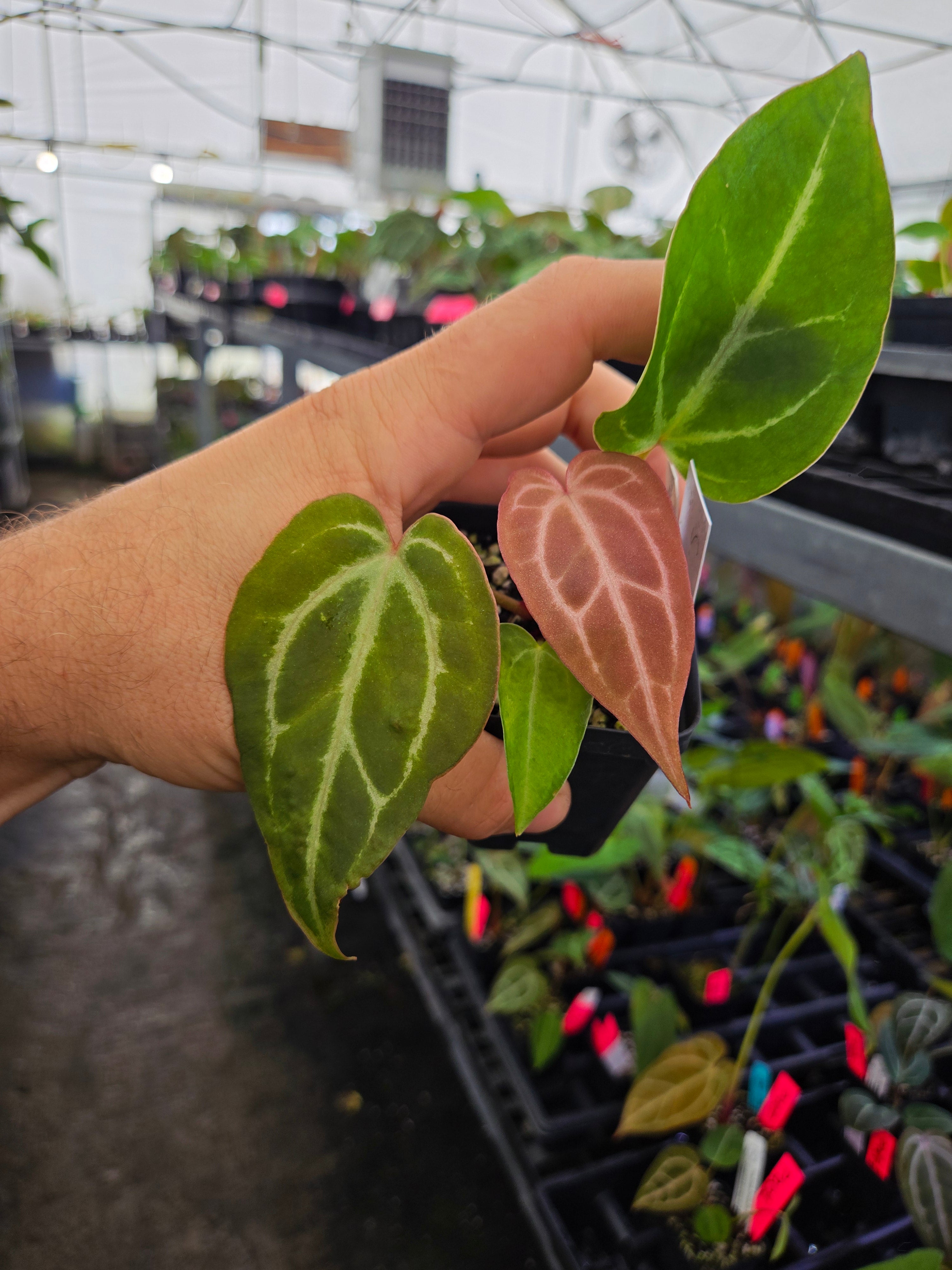 Anthurium 'Swampmannii Purple' x 'Swampmannii Long' (A117)