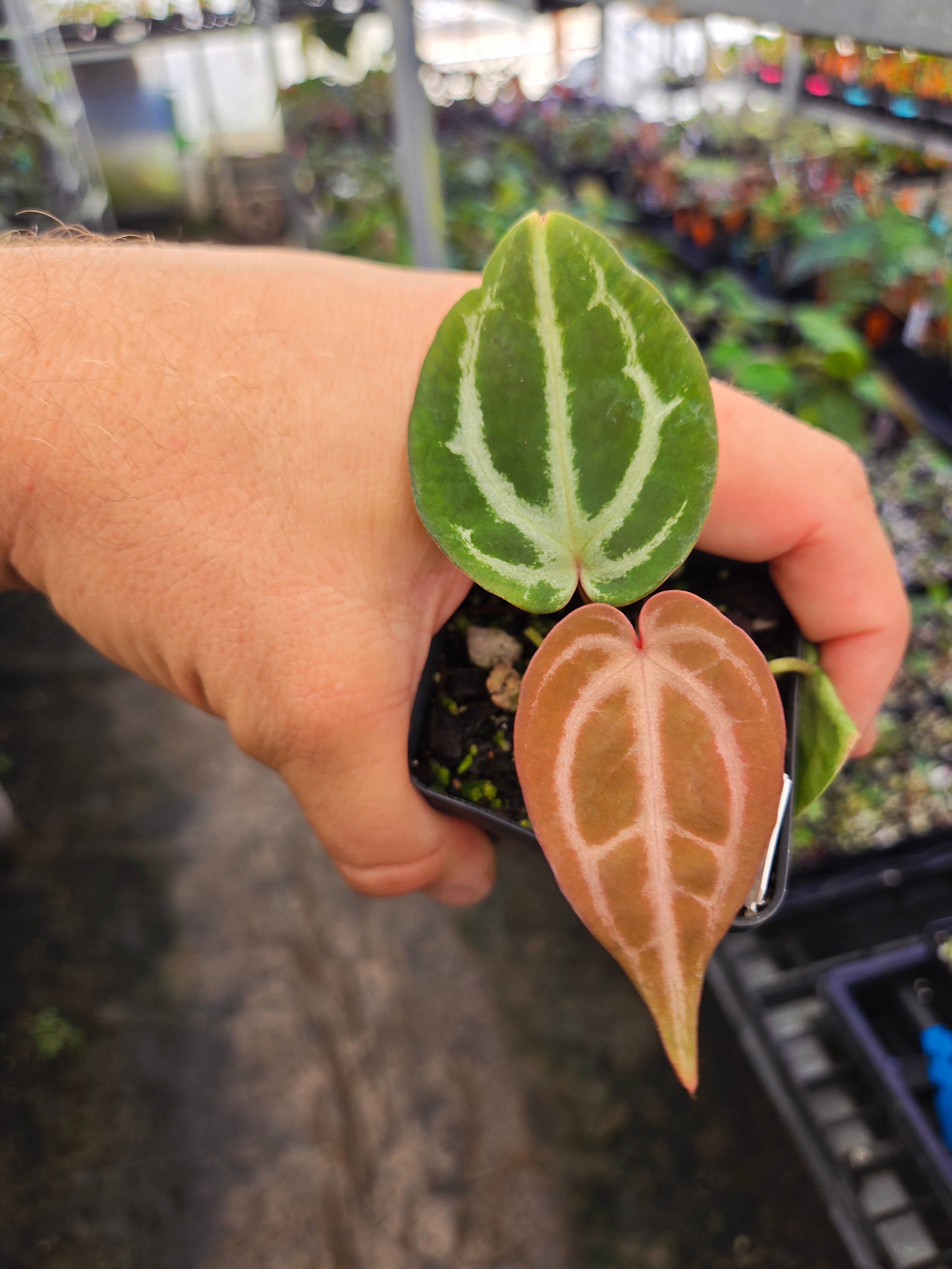 Anthurium 'Doc Block Red F2' x 'Swampmannii #4' (A118)