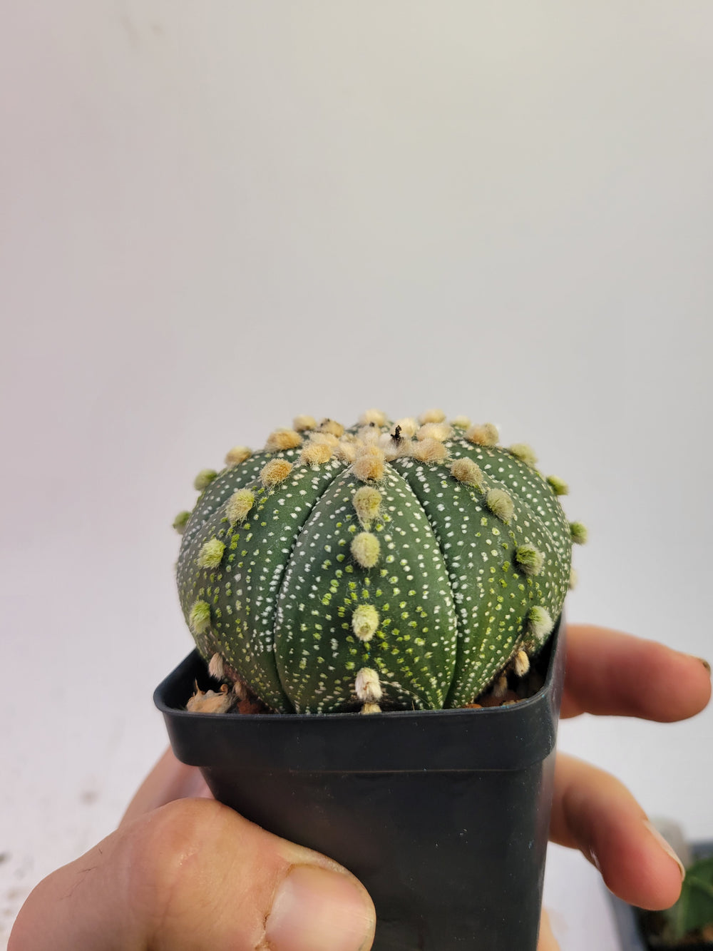 Astrophytum asterias cv. Superkabuto, rooted and established Deaw Cactus- Flowering Seed Grown#T21 - Nice Plants Good Pots