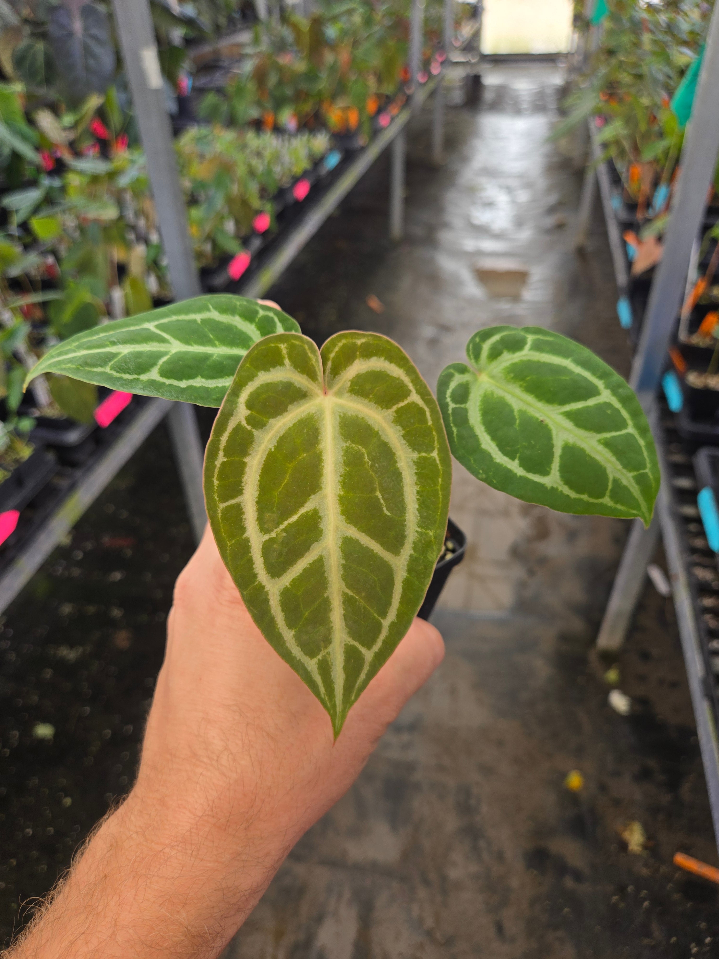 Anthurium Hybrid A107 | Nice Plants Good Pots