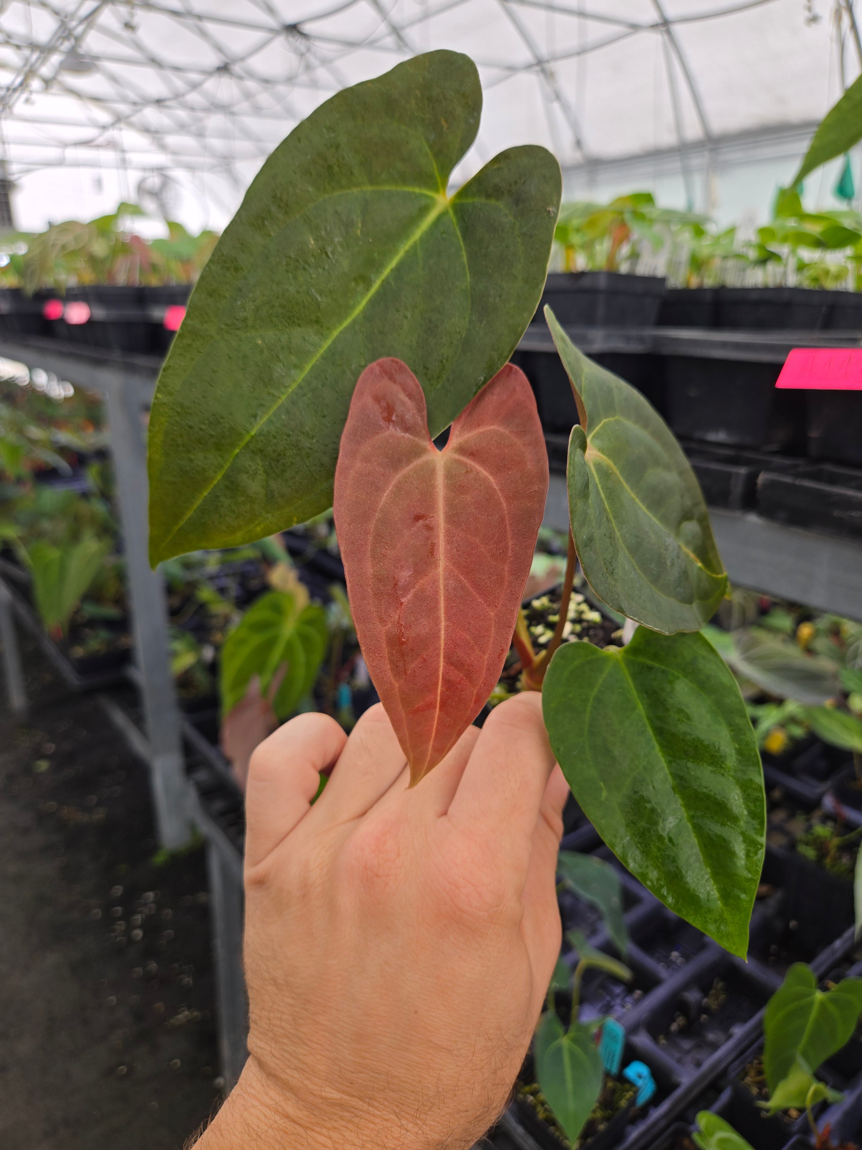 Anthurium 'Nice Pap #50' x 'Dark and Stormy' (A113)