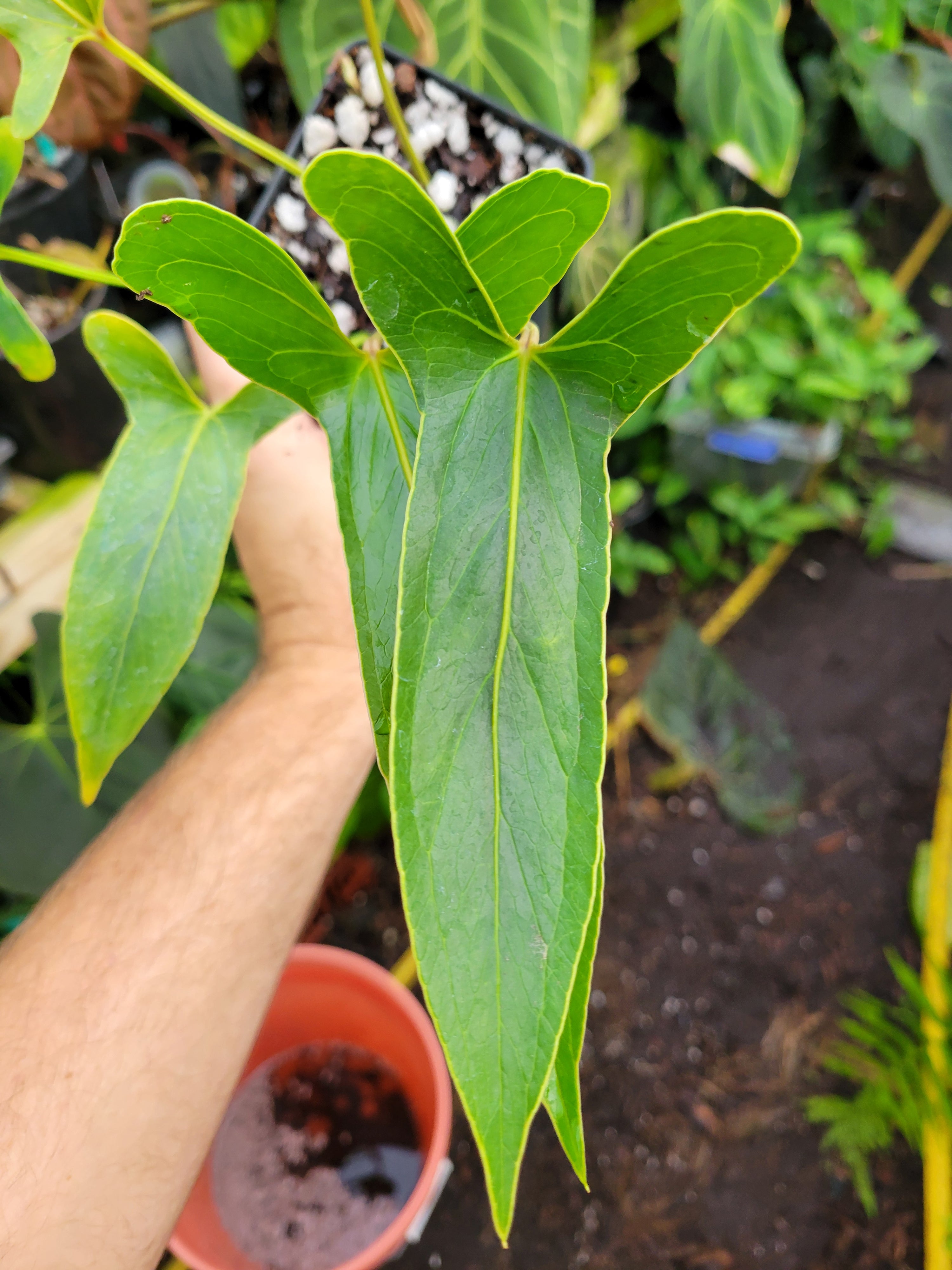 Anthurium Angustilobum