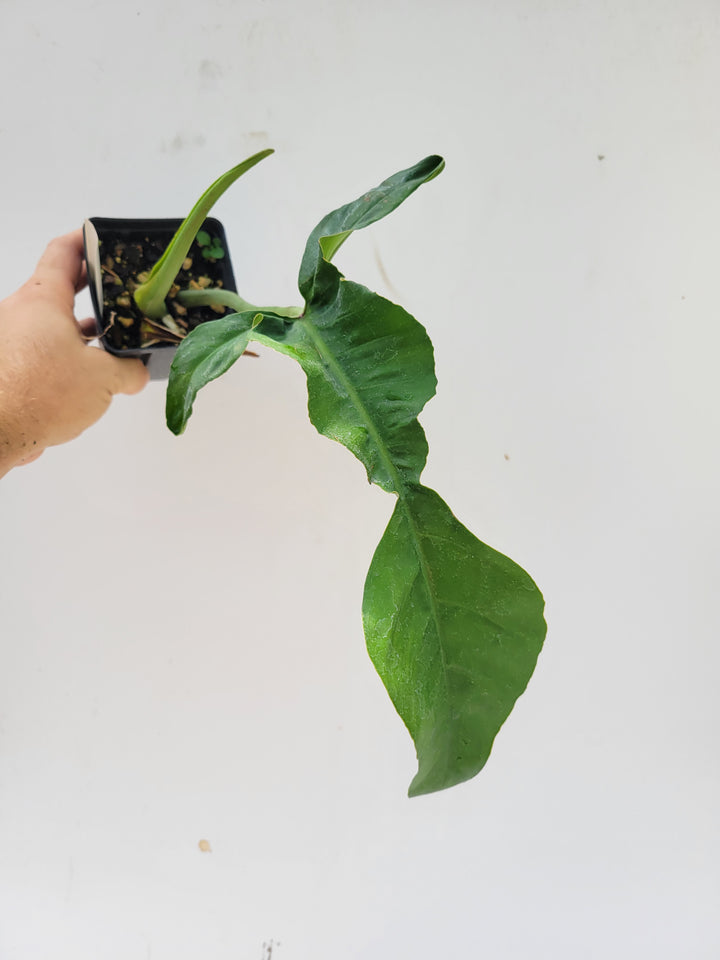 Philodendron Joepii, Non Tissue Culture Very large rooted plant, US Seller #e7