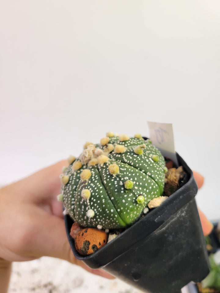 Astrophytum asterias cv. Superkabuto, rooted and established Deaw Cactus- Flowering Seed Grown #T23 - Nice Plants Good Pots