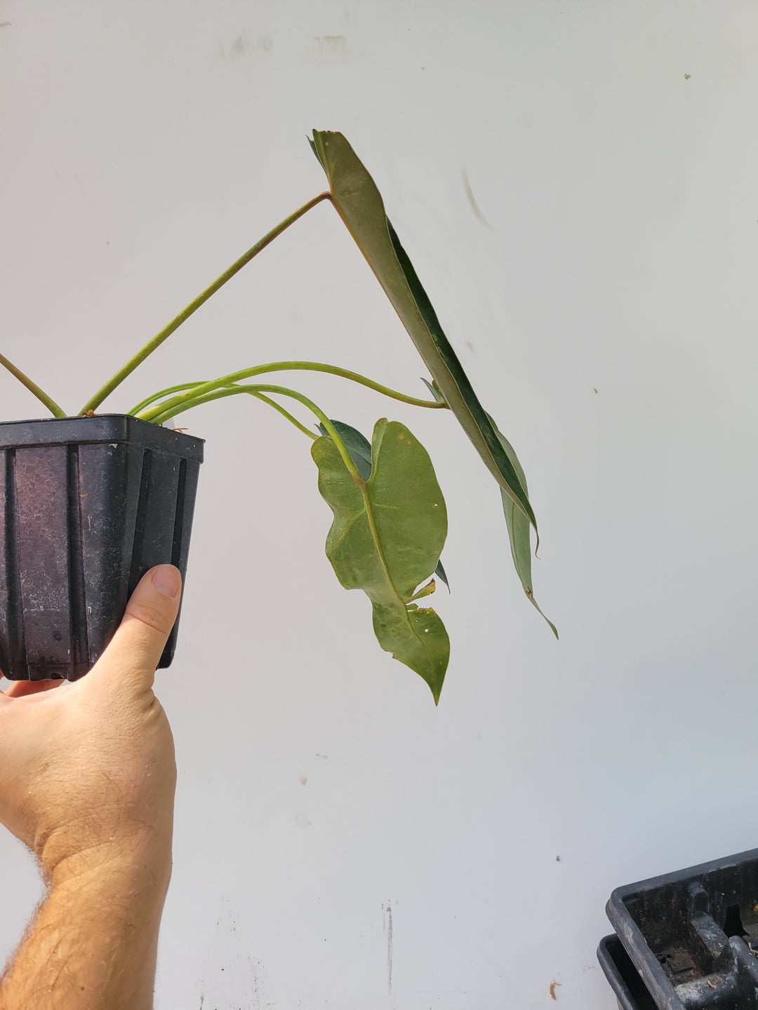 Philodendron Spiritus Sancti,  Narrow red back form- US Seller #SS2