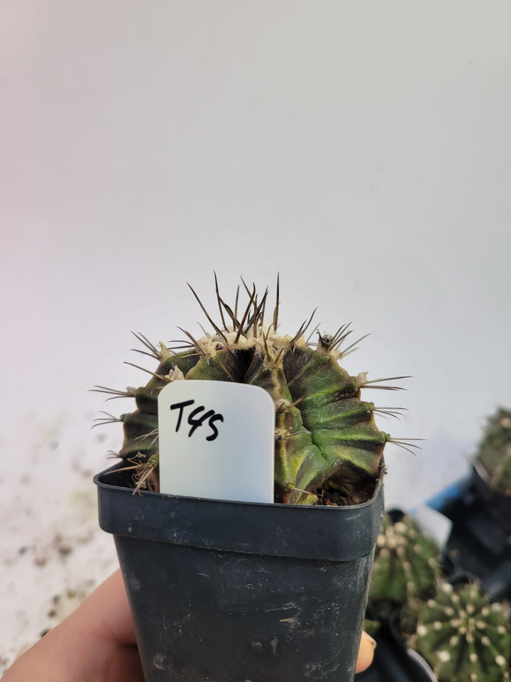 Gymnocalycium mihanovichii var. friedrichii Long Spine rooted & established, (Deaw Cactus ) Flowering Size!  Beautiful purple cactus#t46 - Nice Plants Good Pots