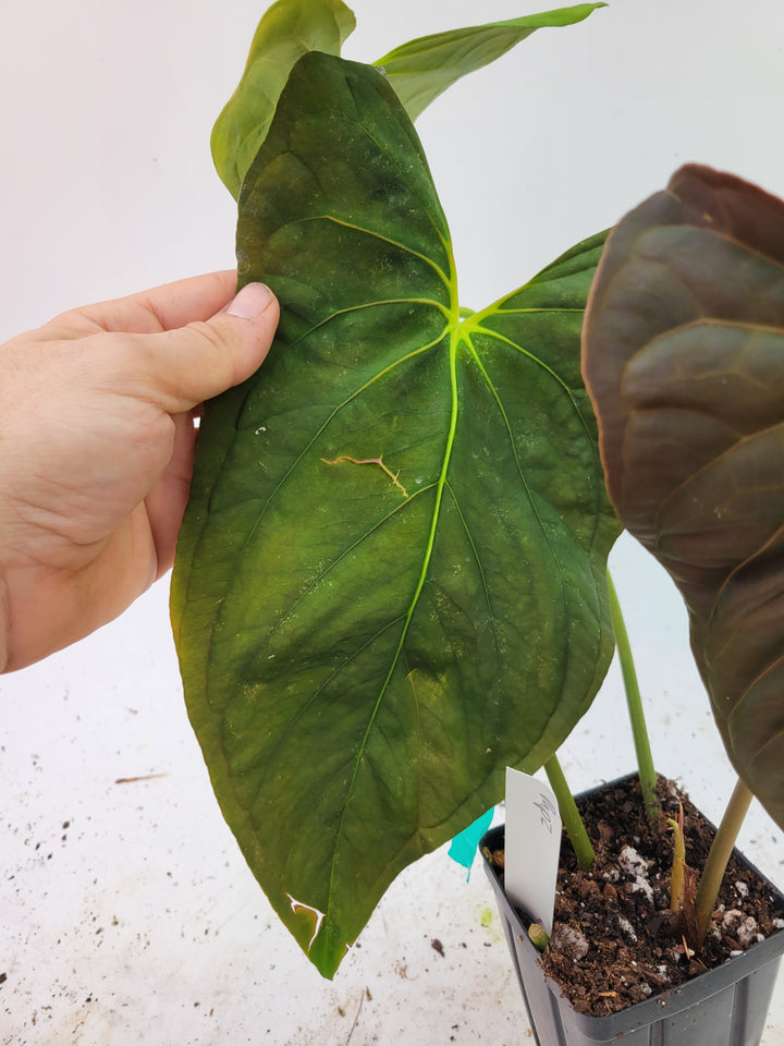 Anthurium Papillilaminum Ree Gardens Clone. Flowering size - US Seller #REE-1