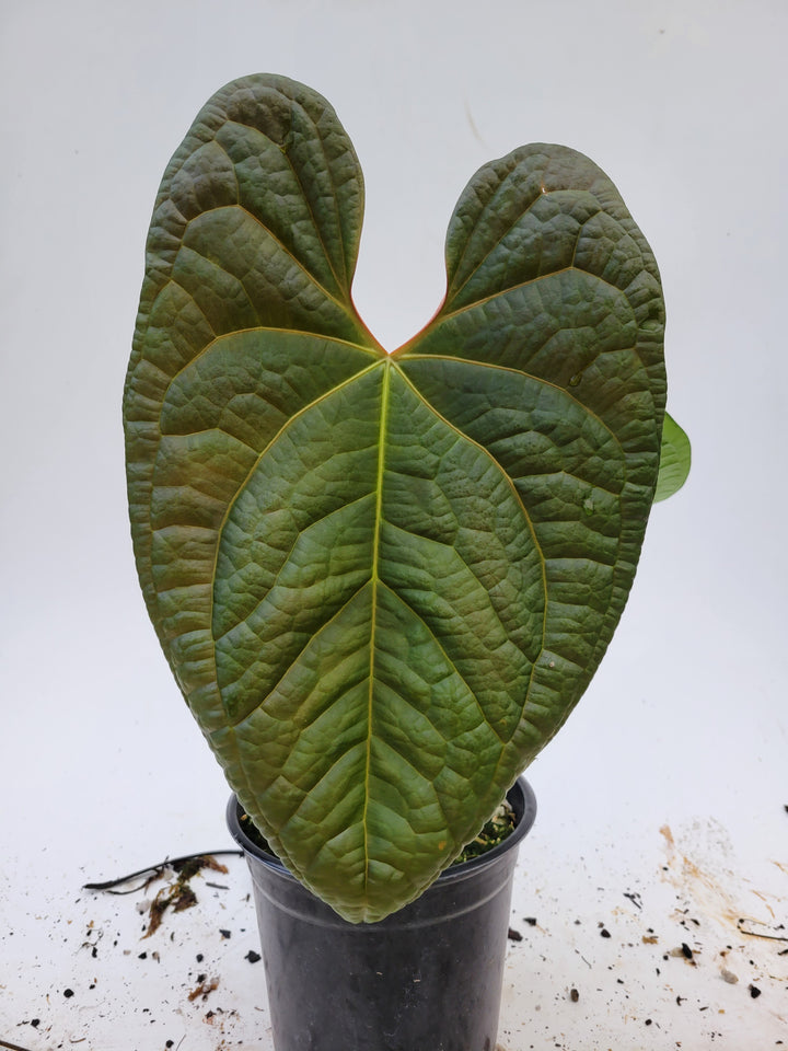 Anthurium Anaconda! Dark Mag x Luxurians.  New Release! Large Mature Plant! #k110 - Nice Plants Good Pots