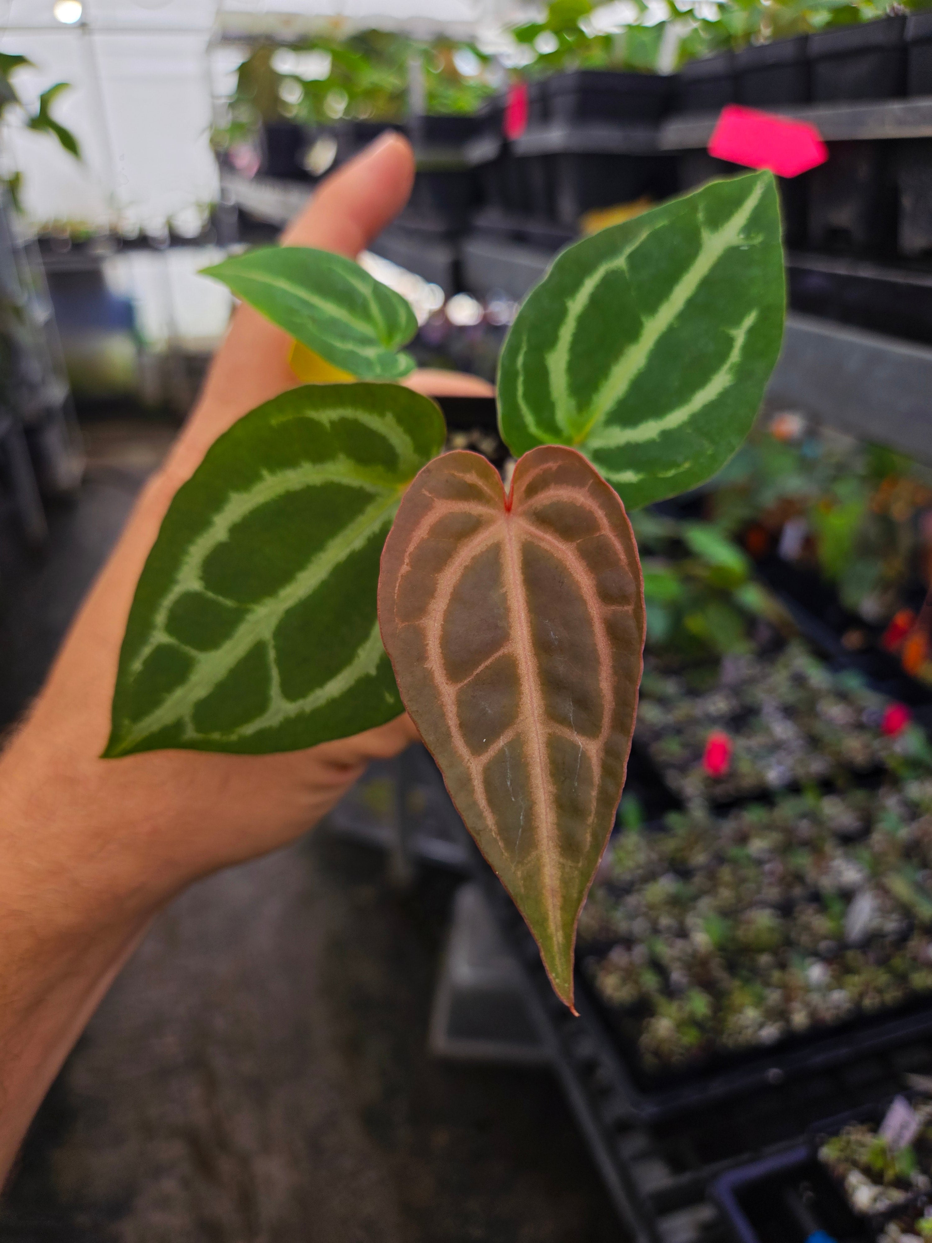 Anthurium 'Doc Block Red F2' x 'Swampmannii #4' (A118)